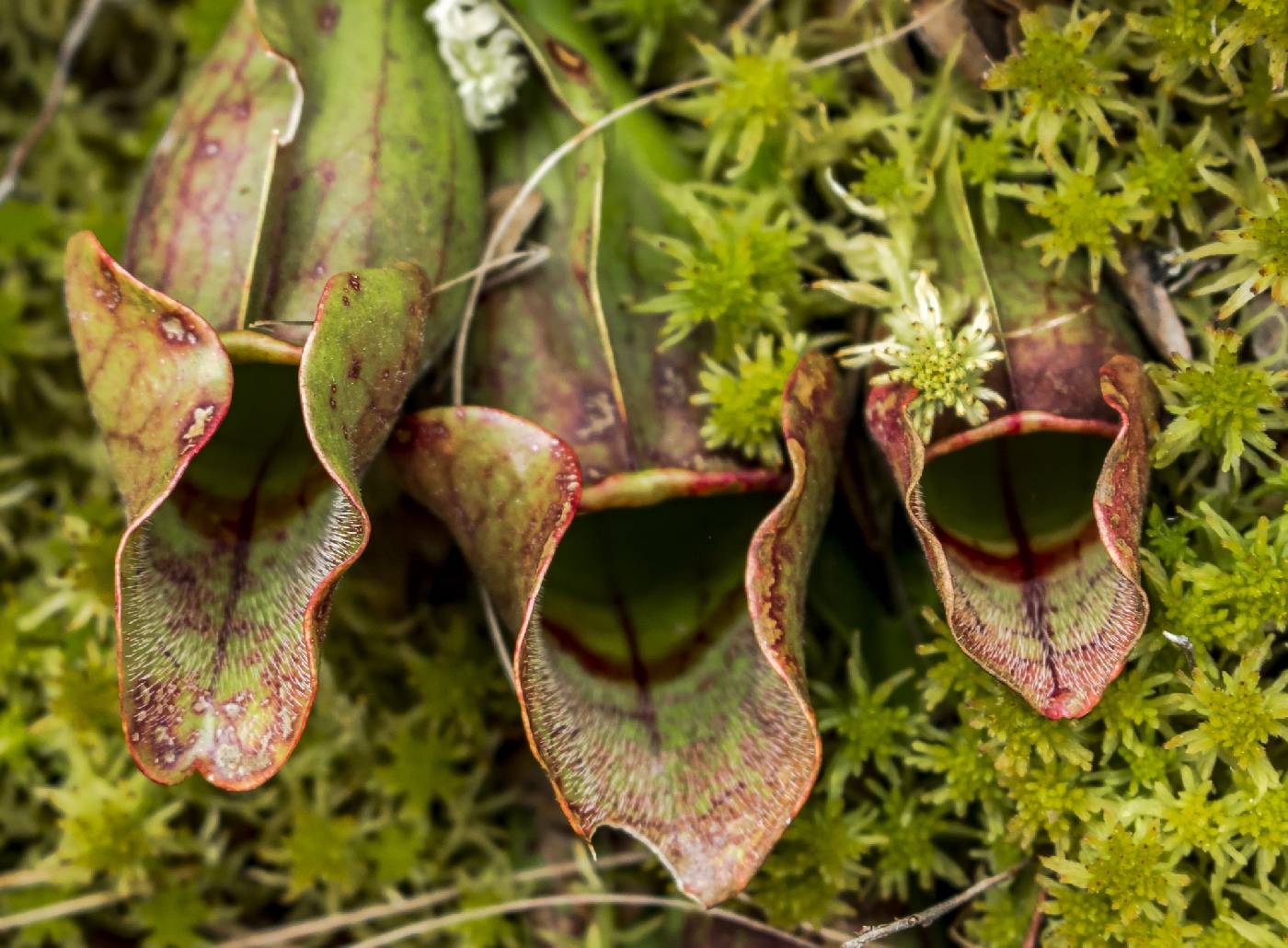 Sarracenia purpurea image