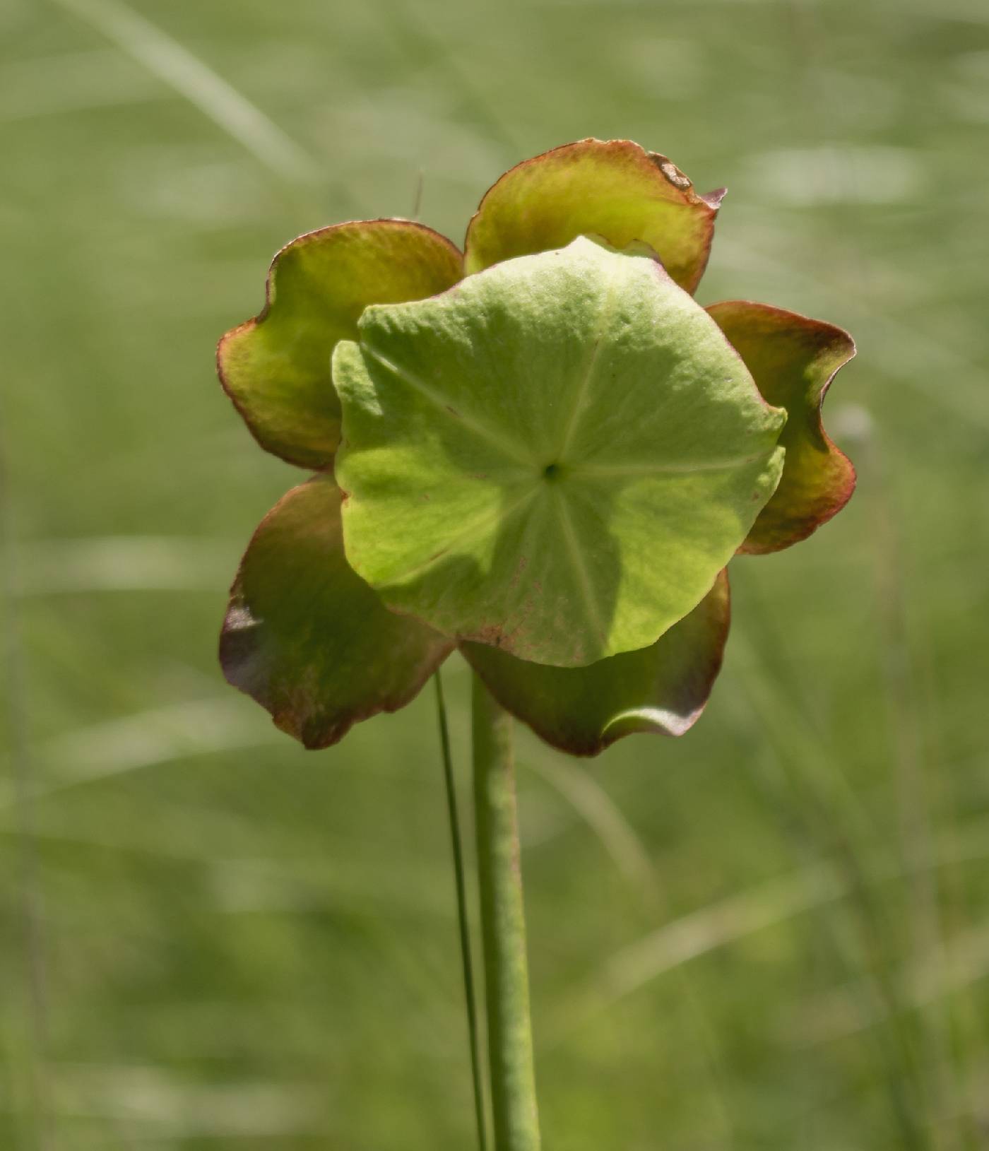 Sarracenia purpurea image