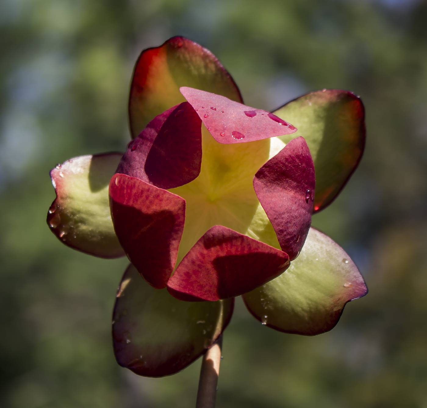 Sarracenia purpurea image
