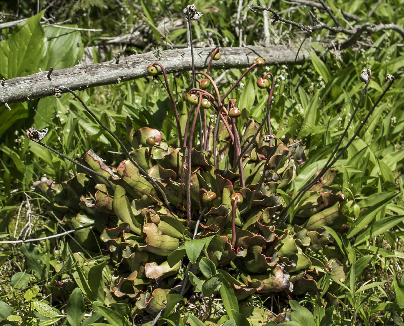 Sarracenia purpurea image