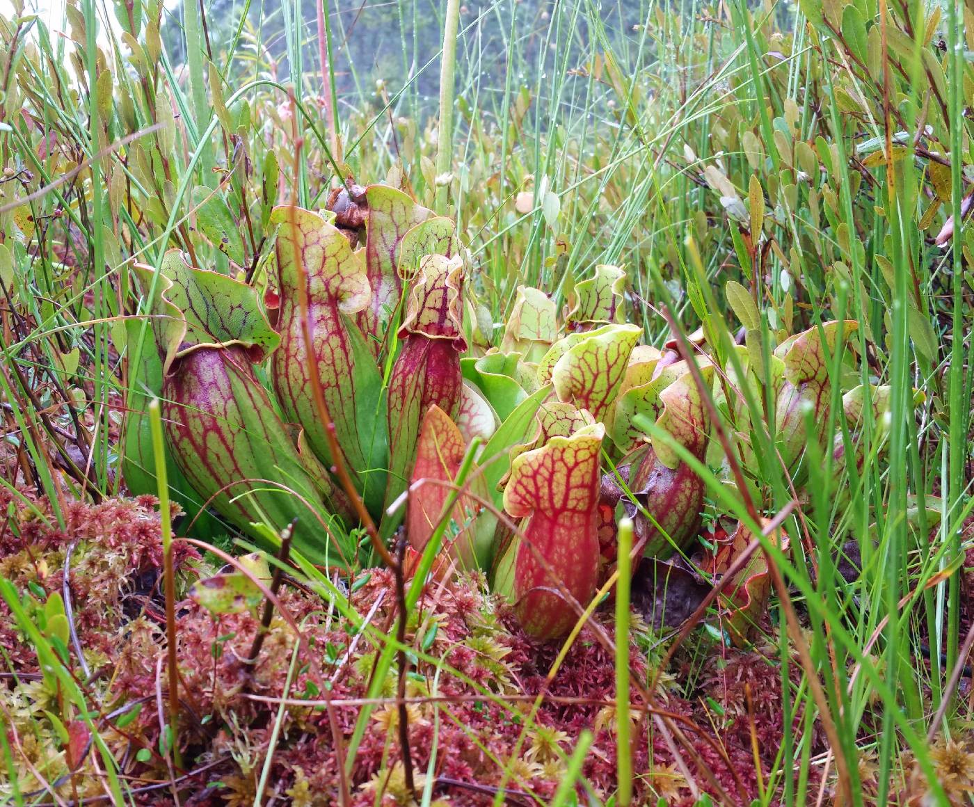 Sarracenia purpurea image