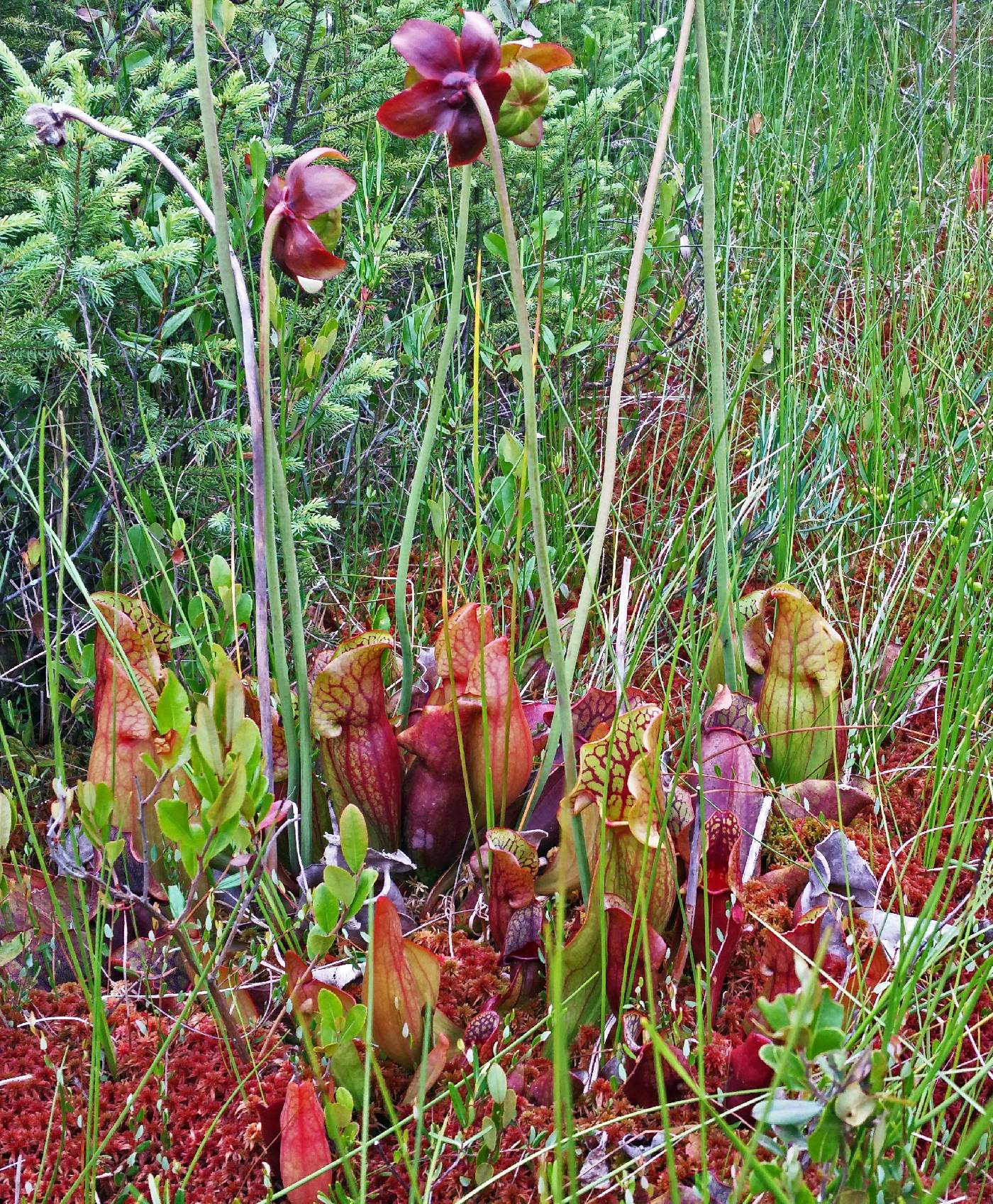 Sarracenia purpurea image
