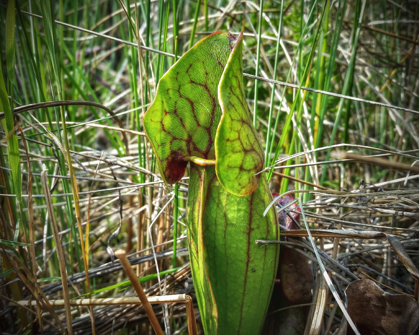 Sarracenia purpurea image