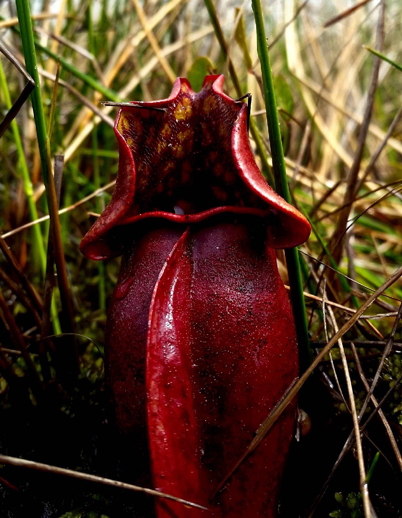 Sarracenia purpurea image