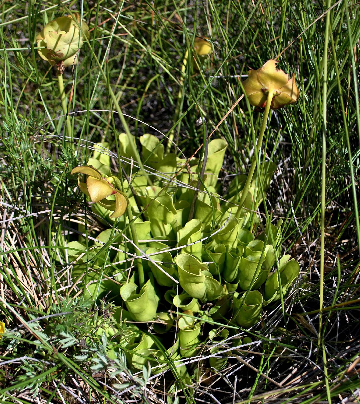 Sarracenia purpurea image