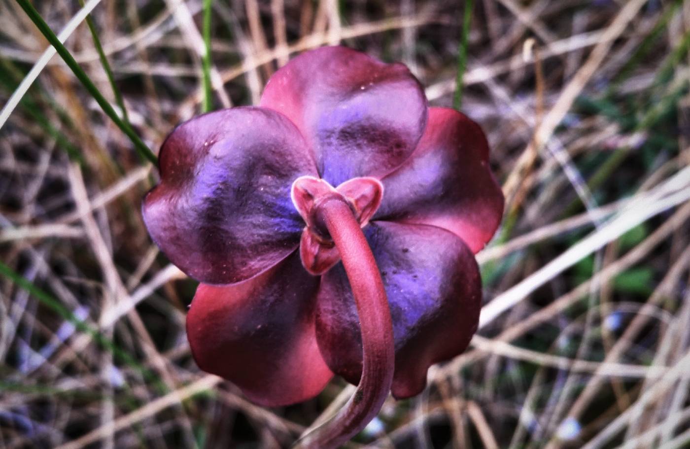 Sarracenia purpurea image