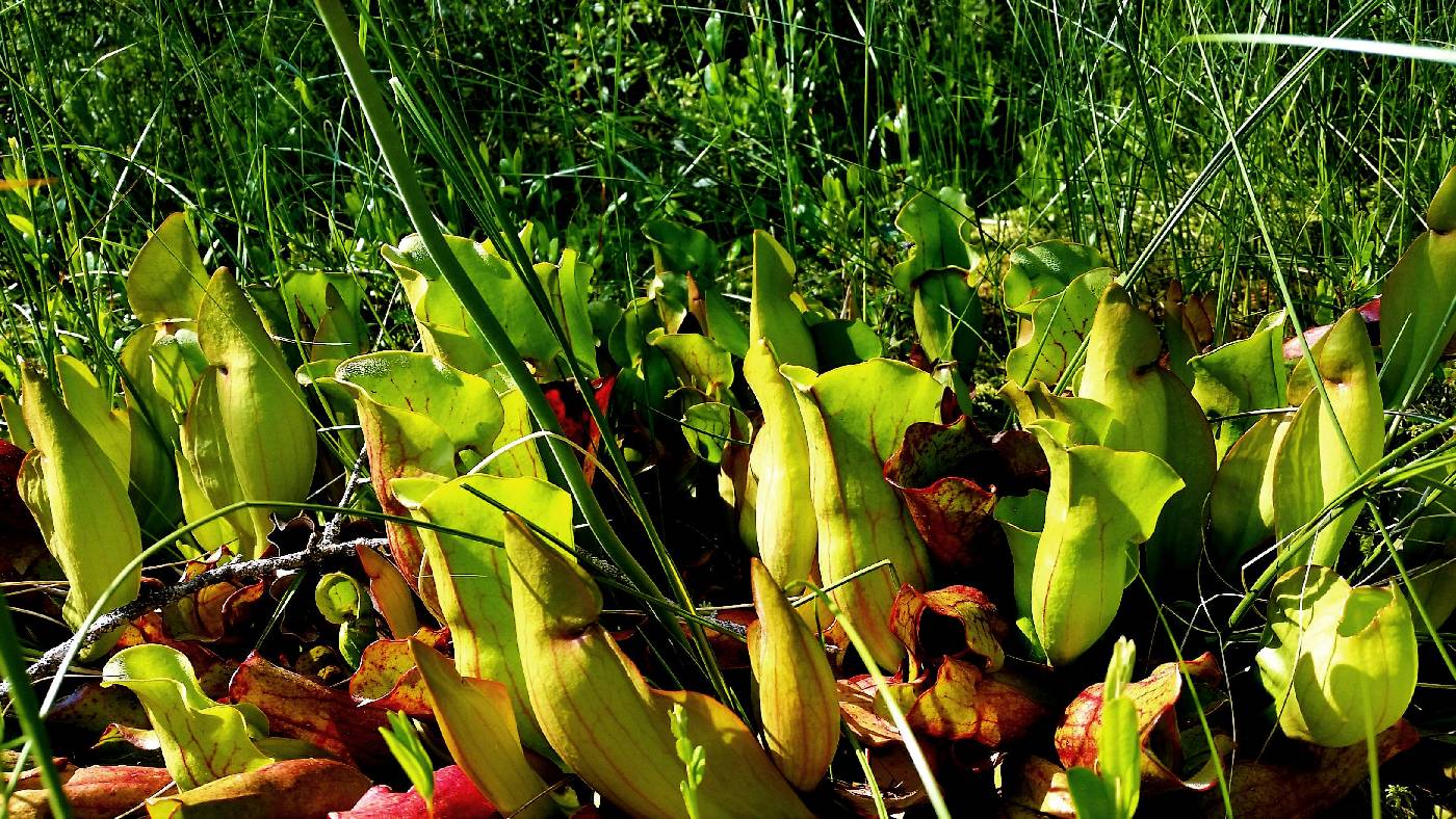 Sarracenia purpurea image