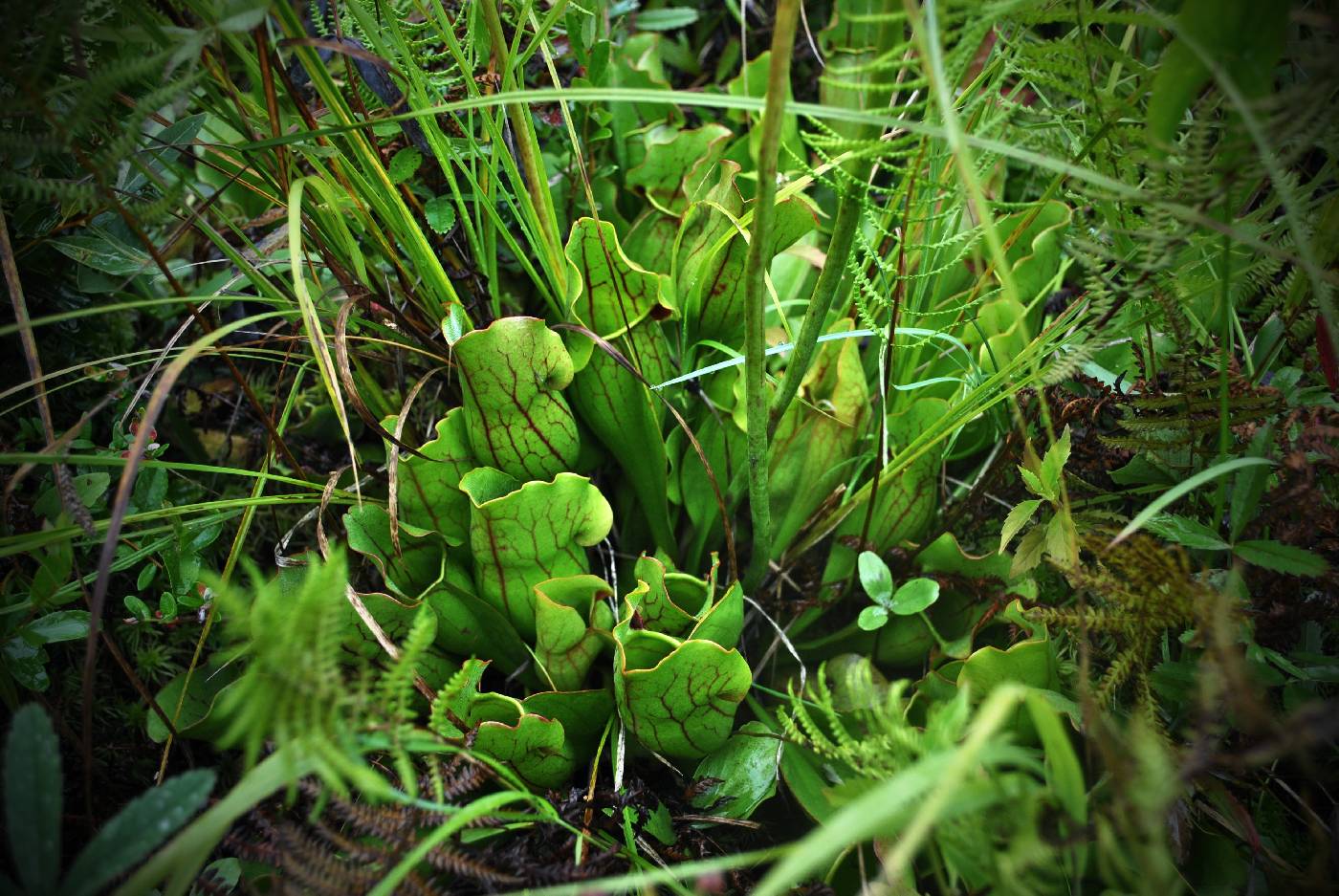 Sarracenia purpurea image