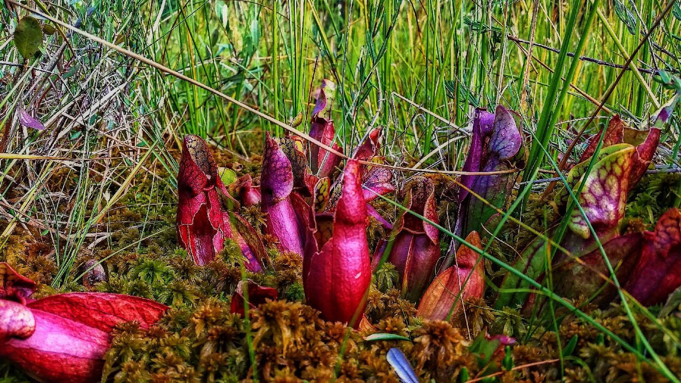 Sarracenia purpurea image
