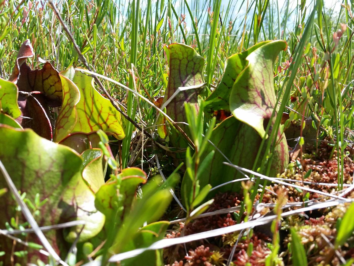 Sarracenia purpurea image