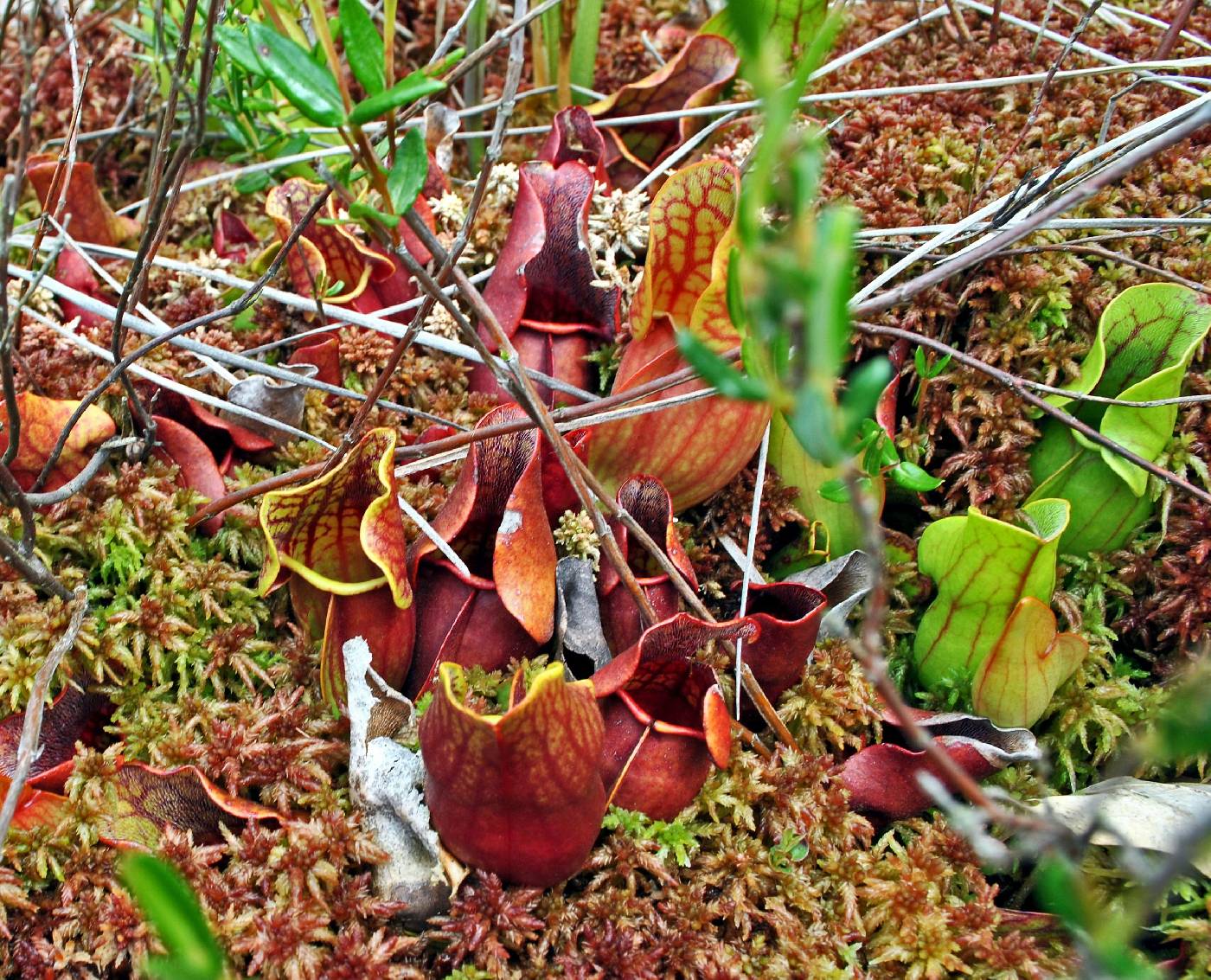 Sarracenia purpurea image