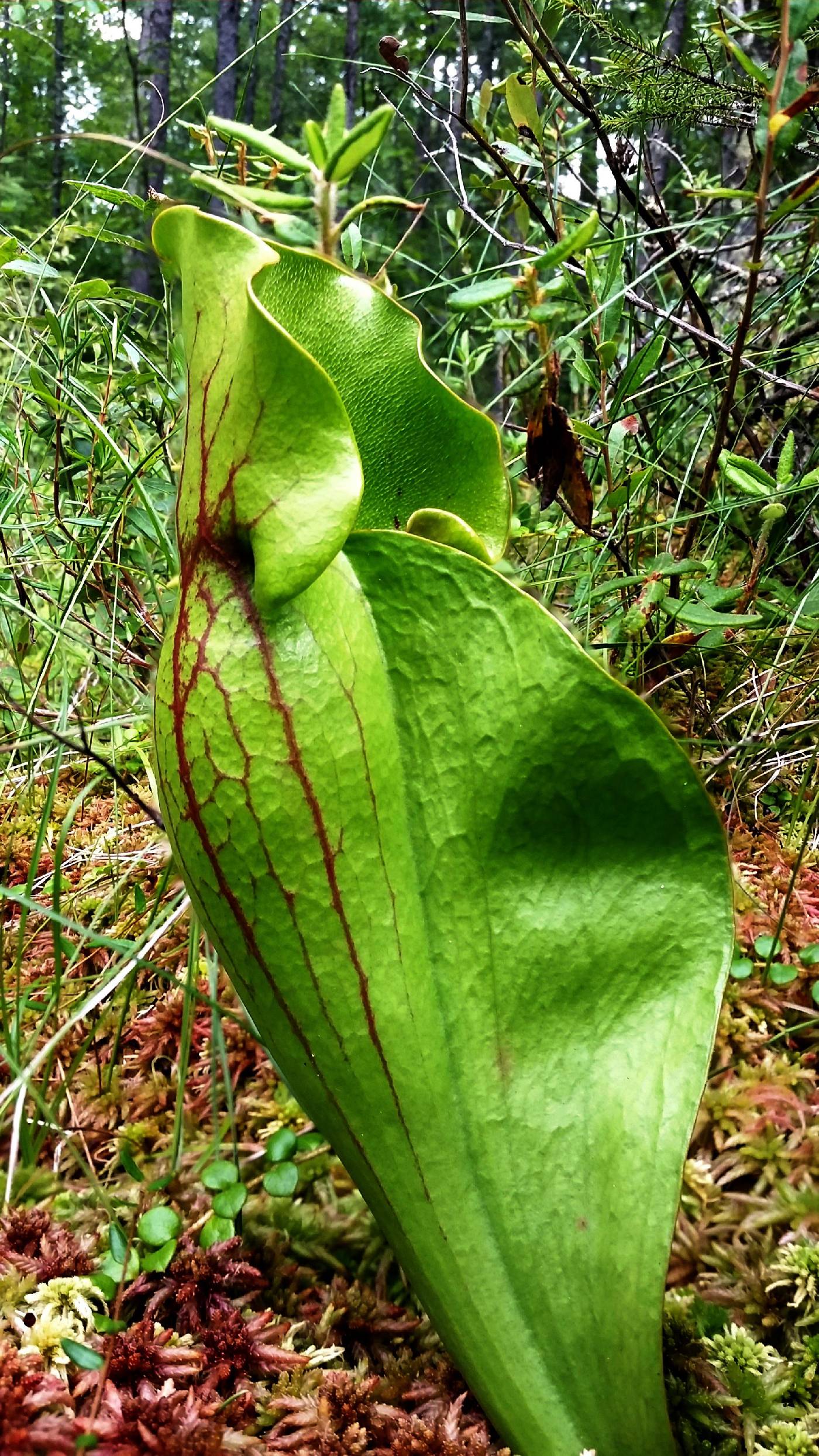 Sarracenia purpurea image