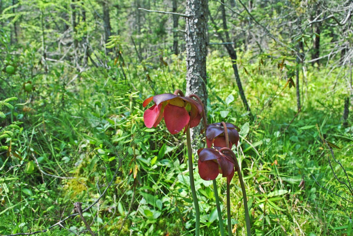 Sarracenia purpurea image