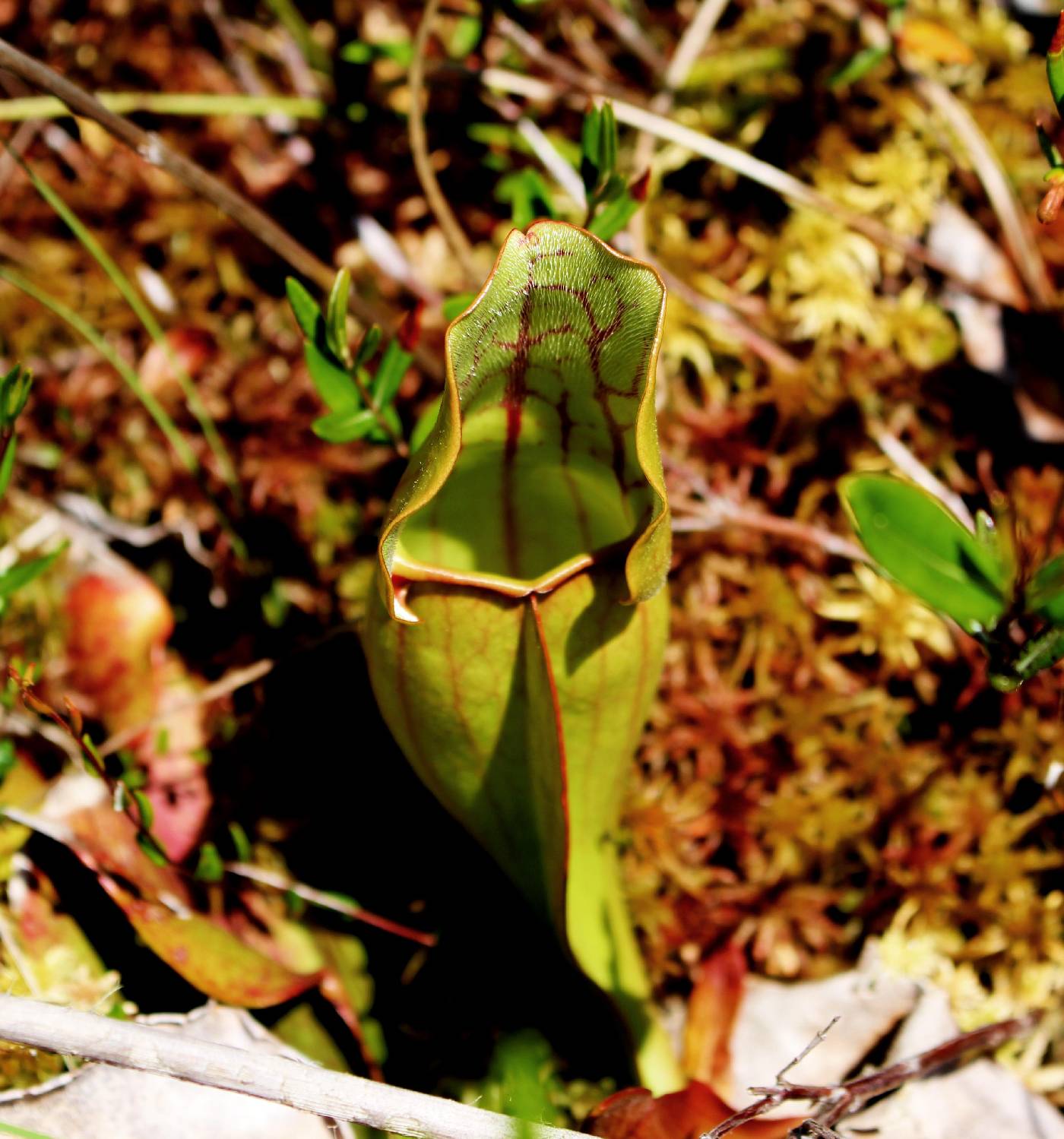 Sarracenia purpurea image