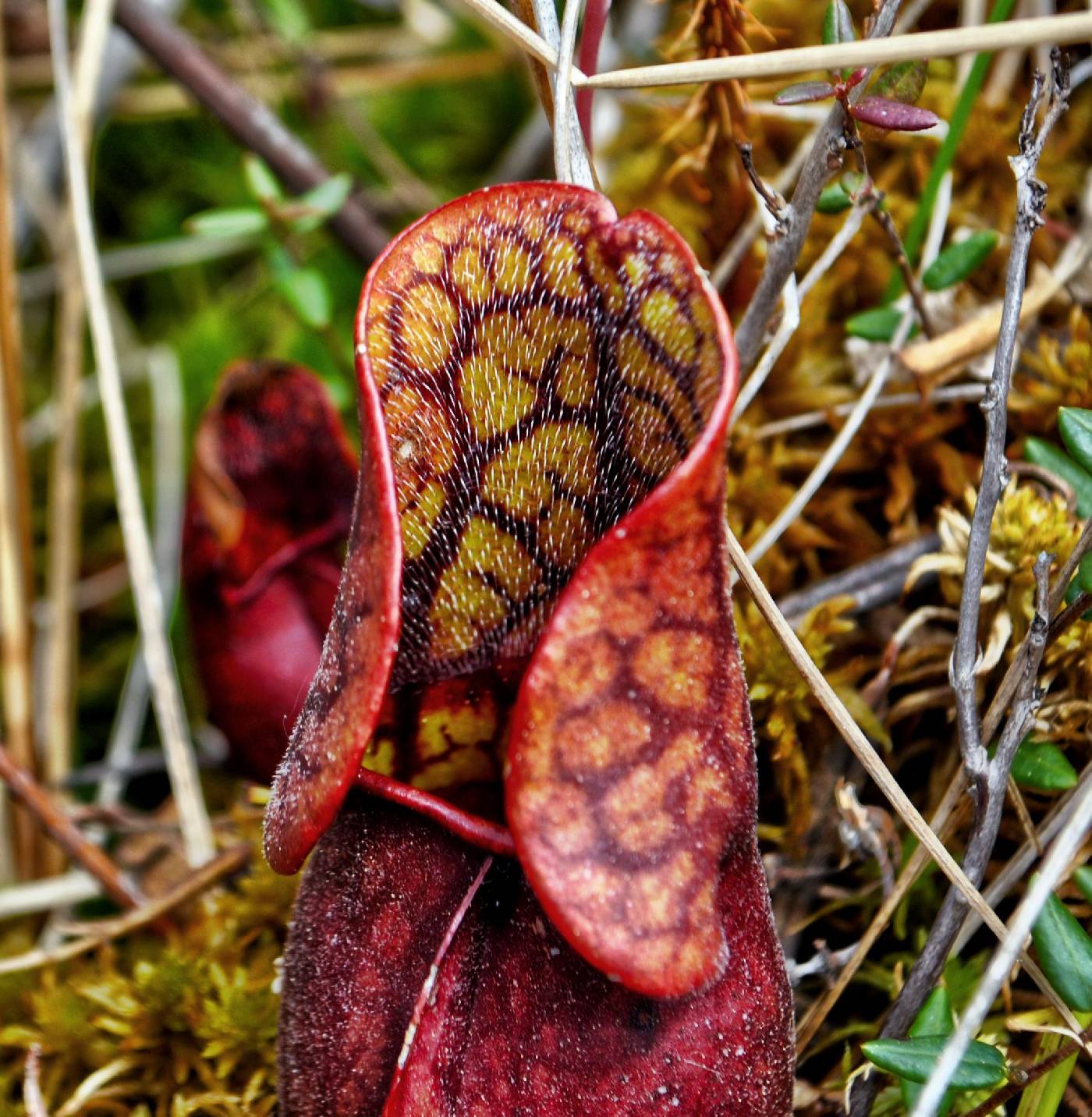 Sarracenia purpurea image