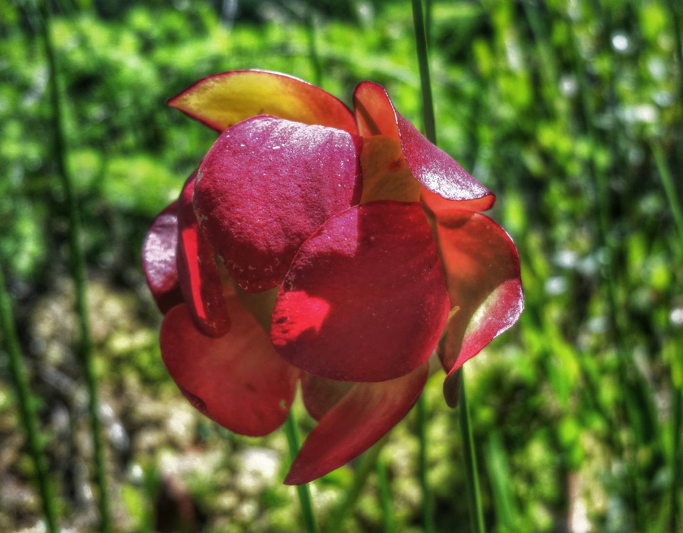 Sarracenia purpurea image