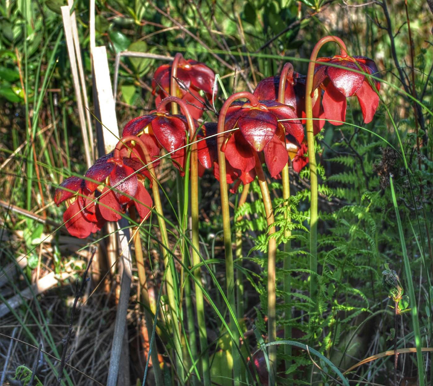 Sarracenia purpurea image