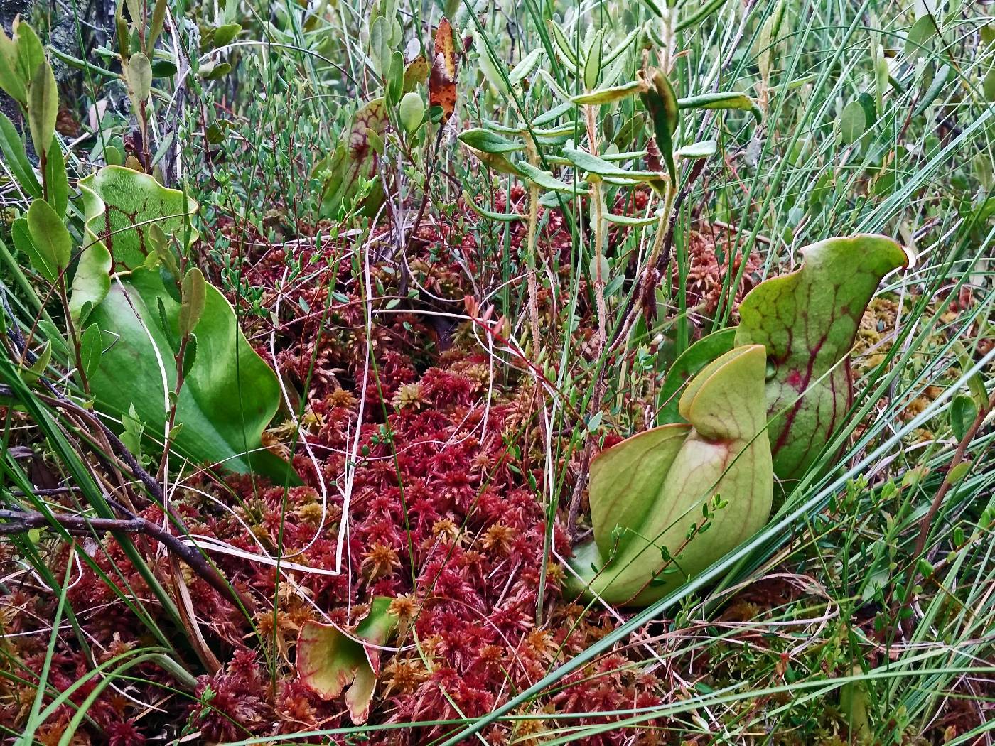 Sarracenia purpurea image