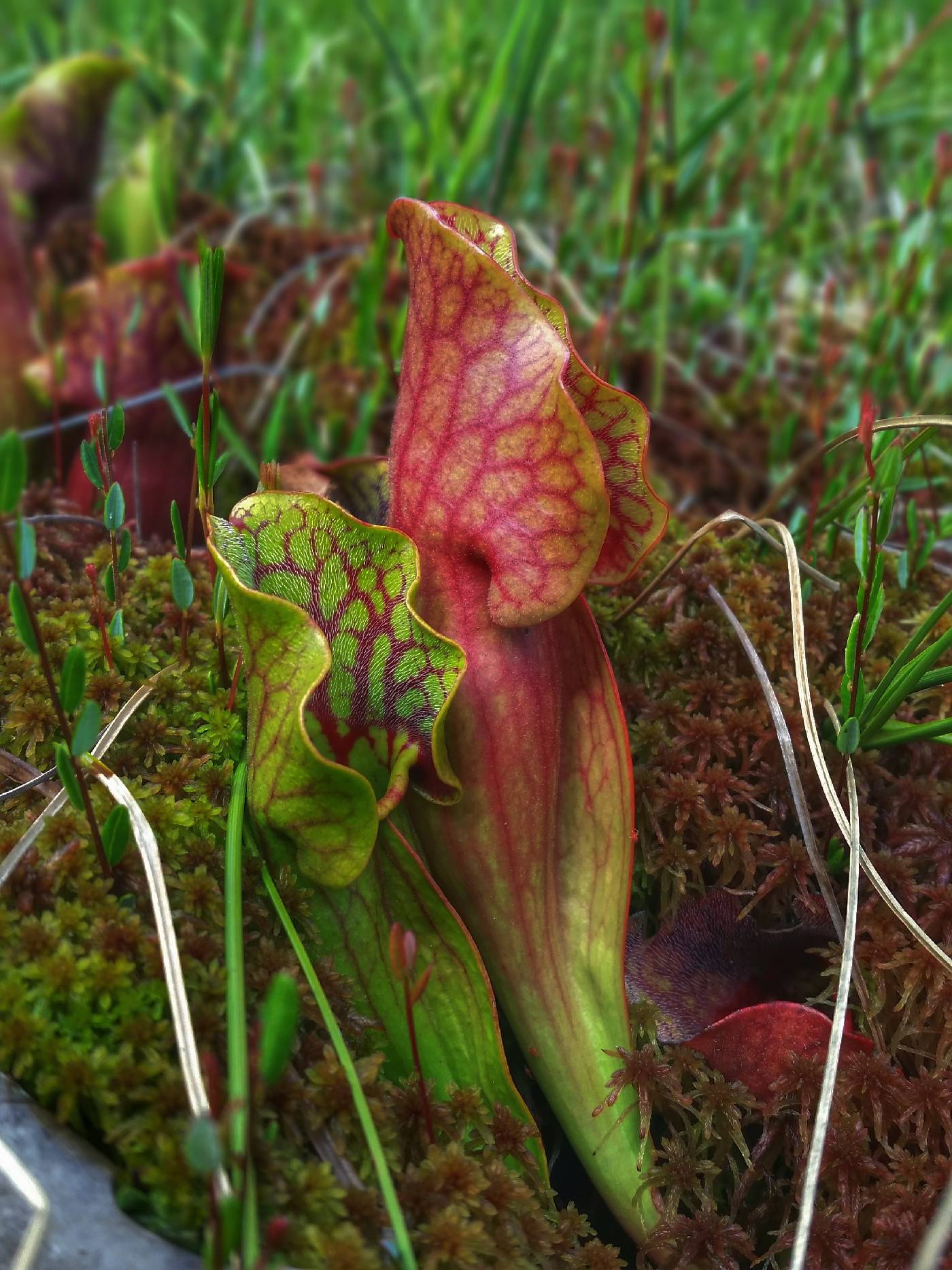 Sarracenia purpurea image