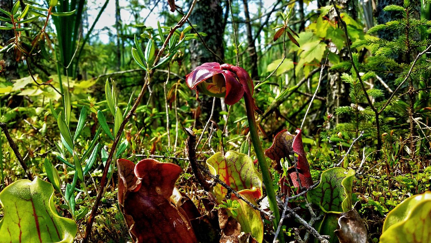 Sarracenia purpurea image
