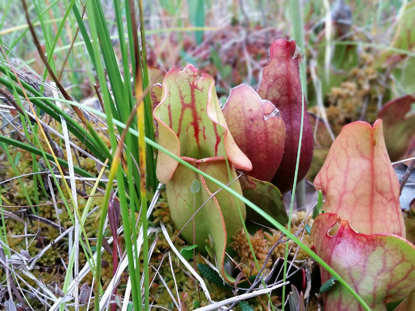 Sarracenia purpurea image