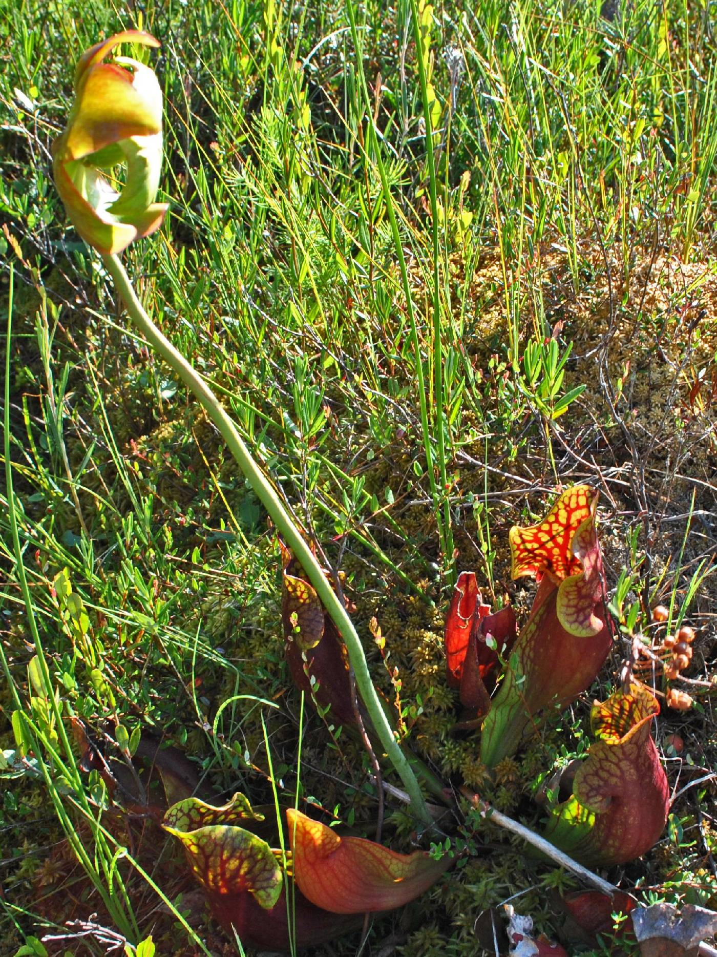 Sarracenia purpurea image