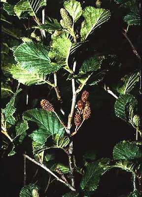 Alnus viridis subsp. crispa image