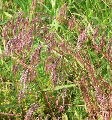 Bromus tectorum image