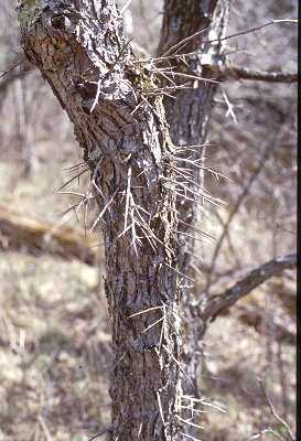 Crataegus crus-galli image