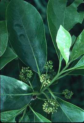 (linked from Nyssa sylvatica var. sylvatica) Nyssa sylvatica image