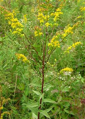 Online Virtual Flora of Wisconsin - Solidago patula