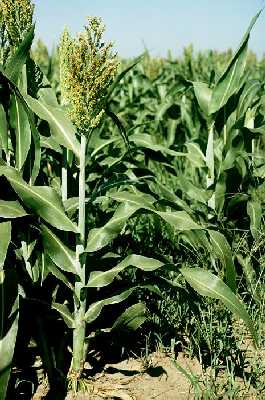 Sorghum bicolor subsp. bicolor image