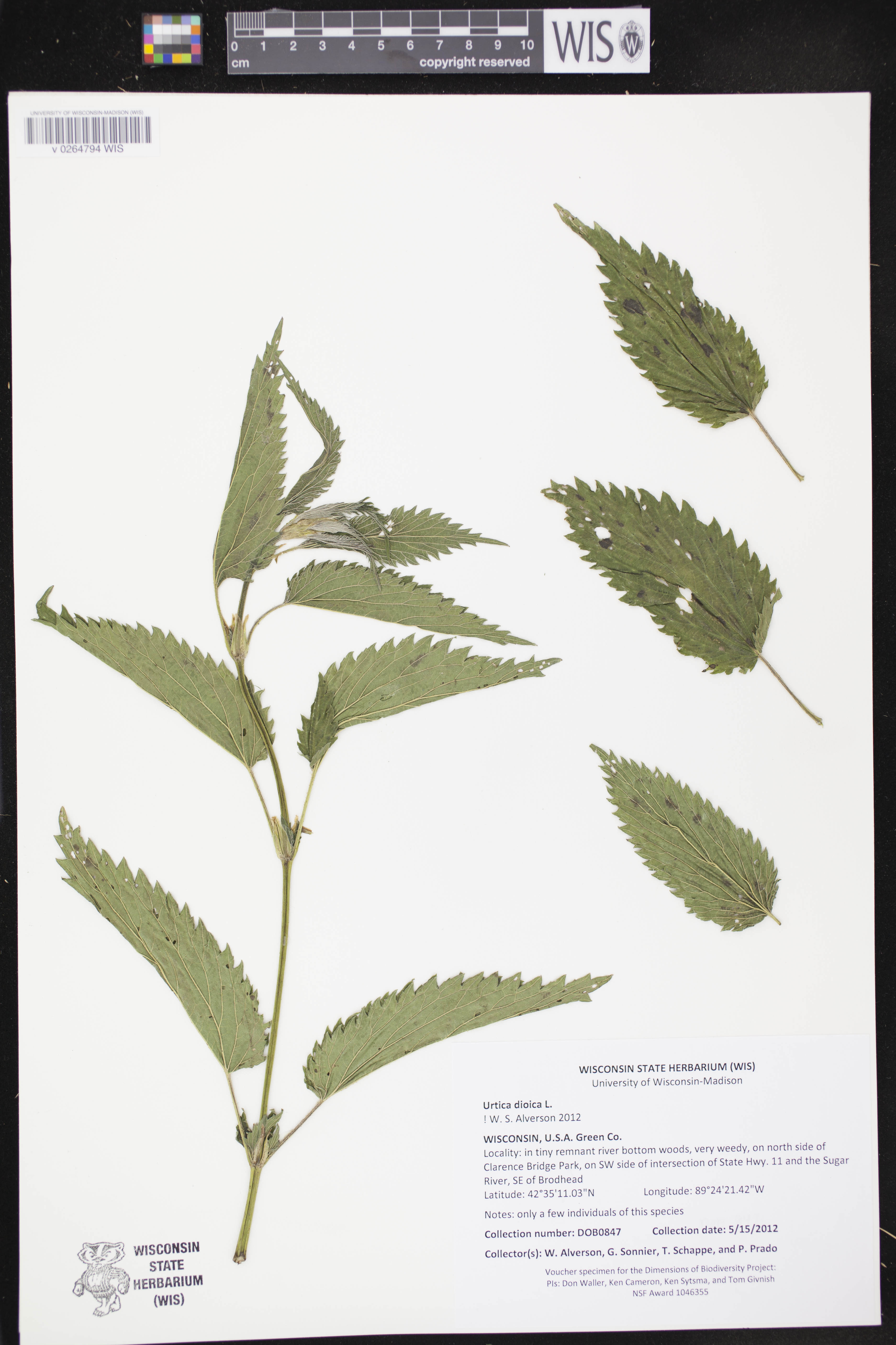 Urtica dioica image