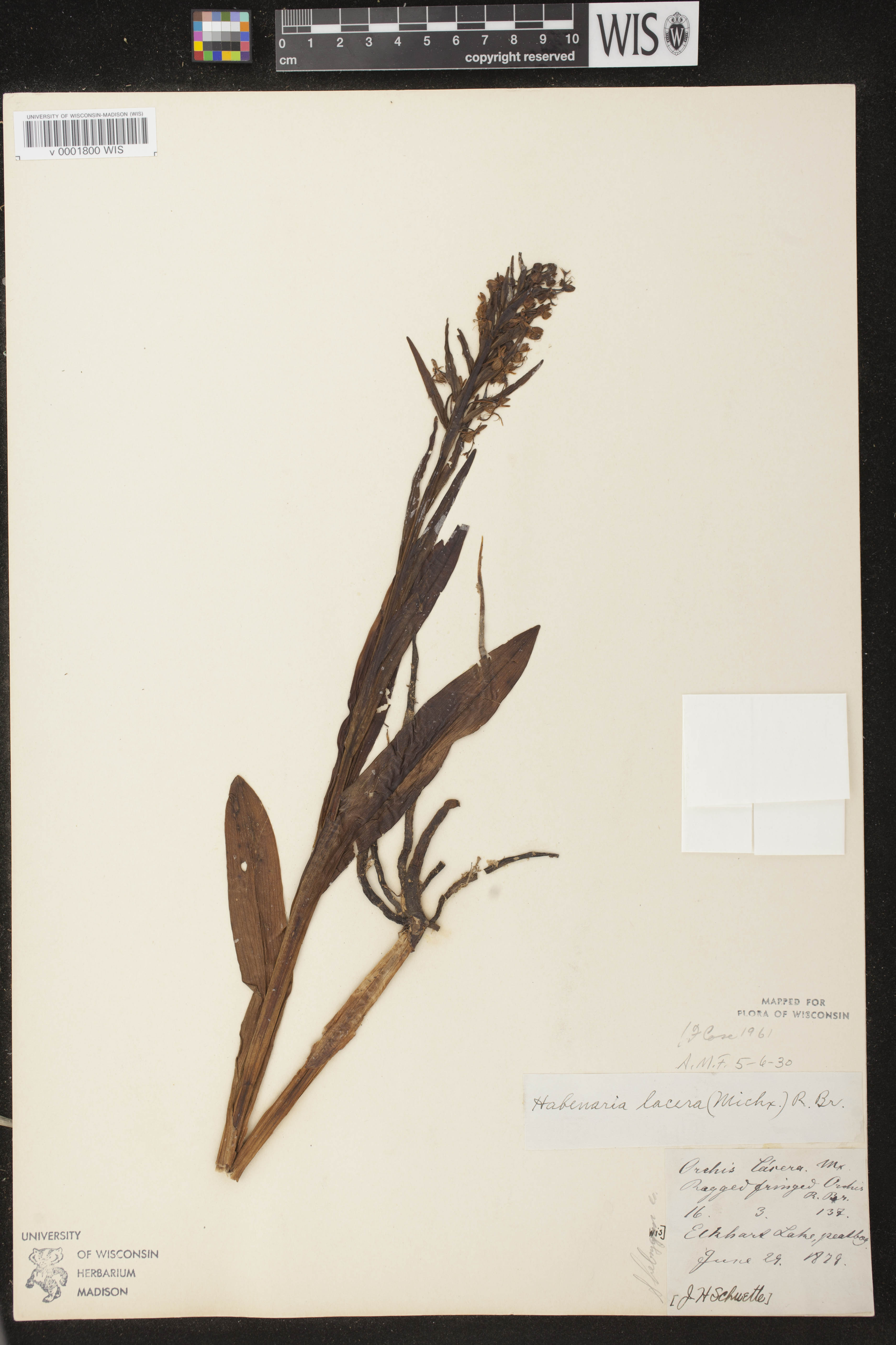 Platanthera lacera image