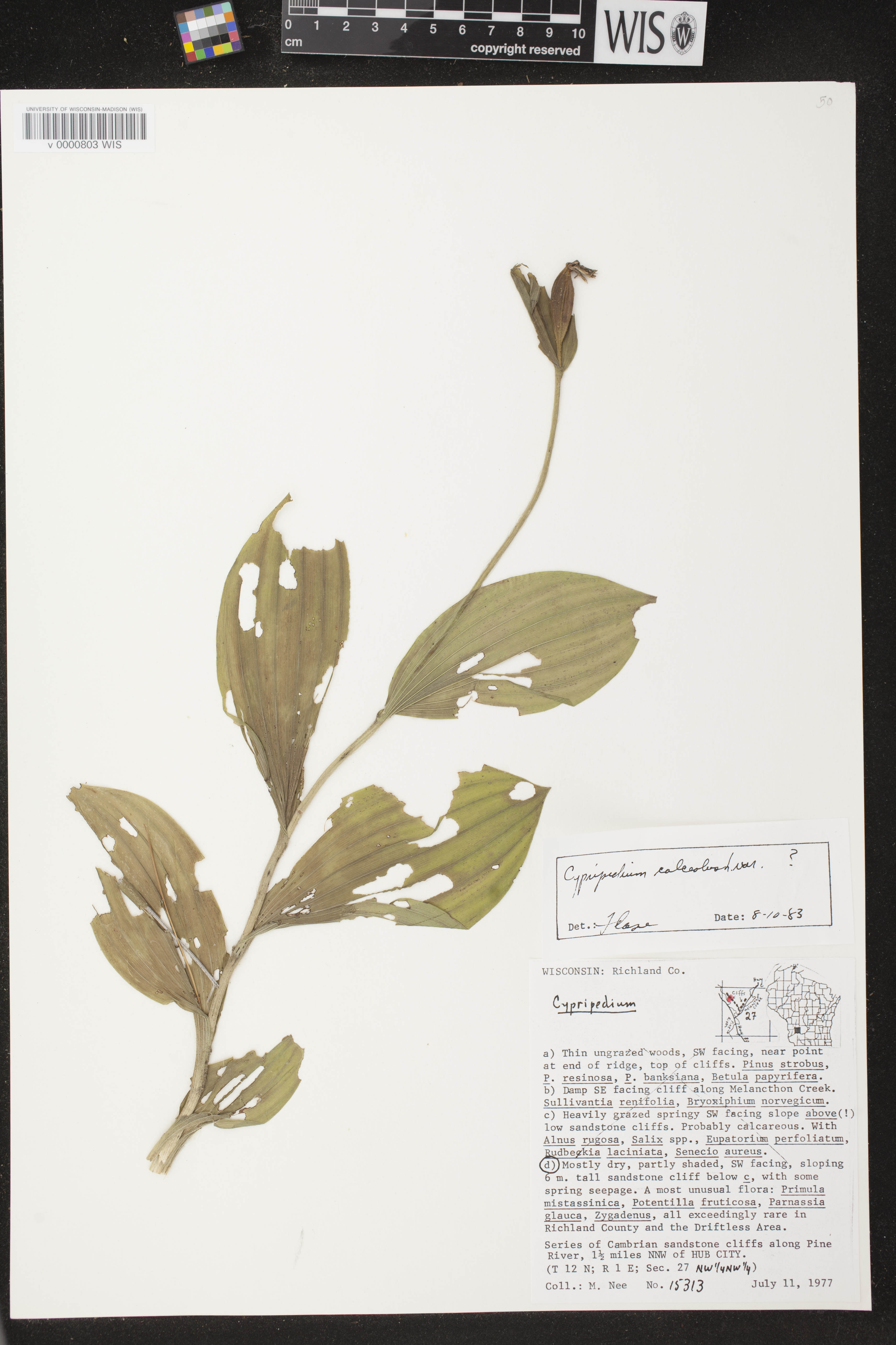 Cypripedium parviflorum image