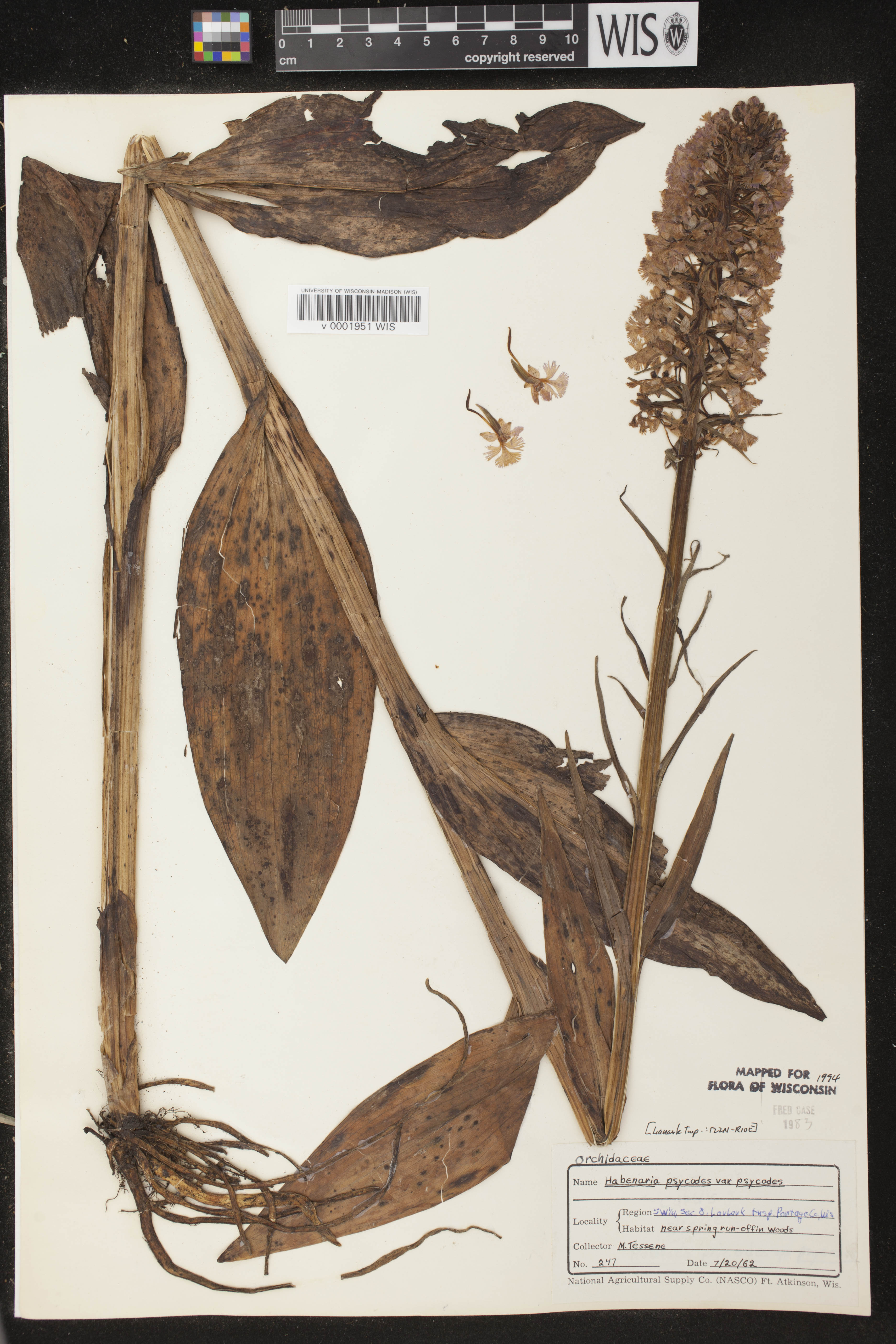 Platanthera psycodes image