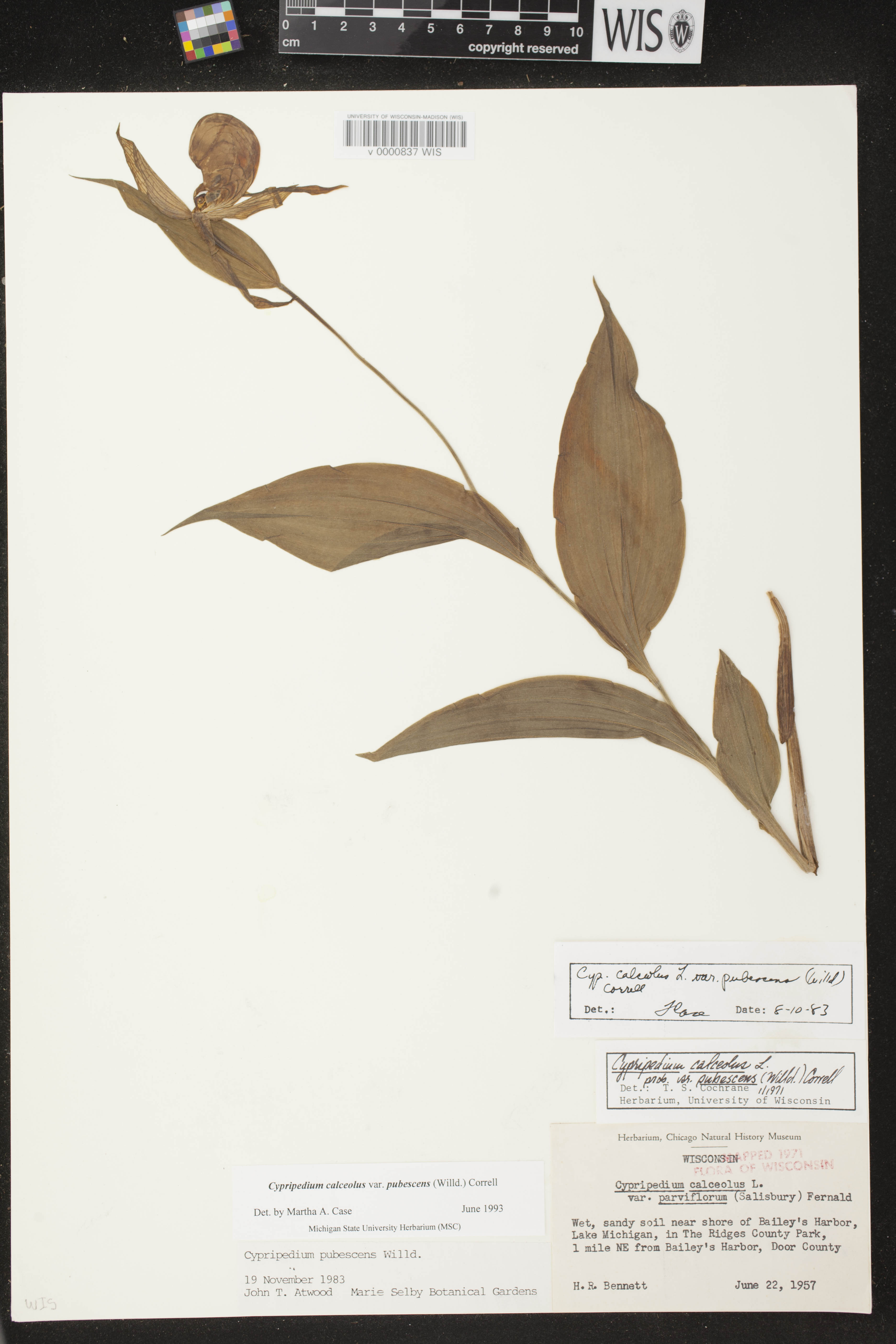 Cypripedium parviflorum var. pubescens image