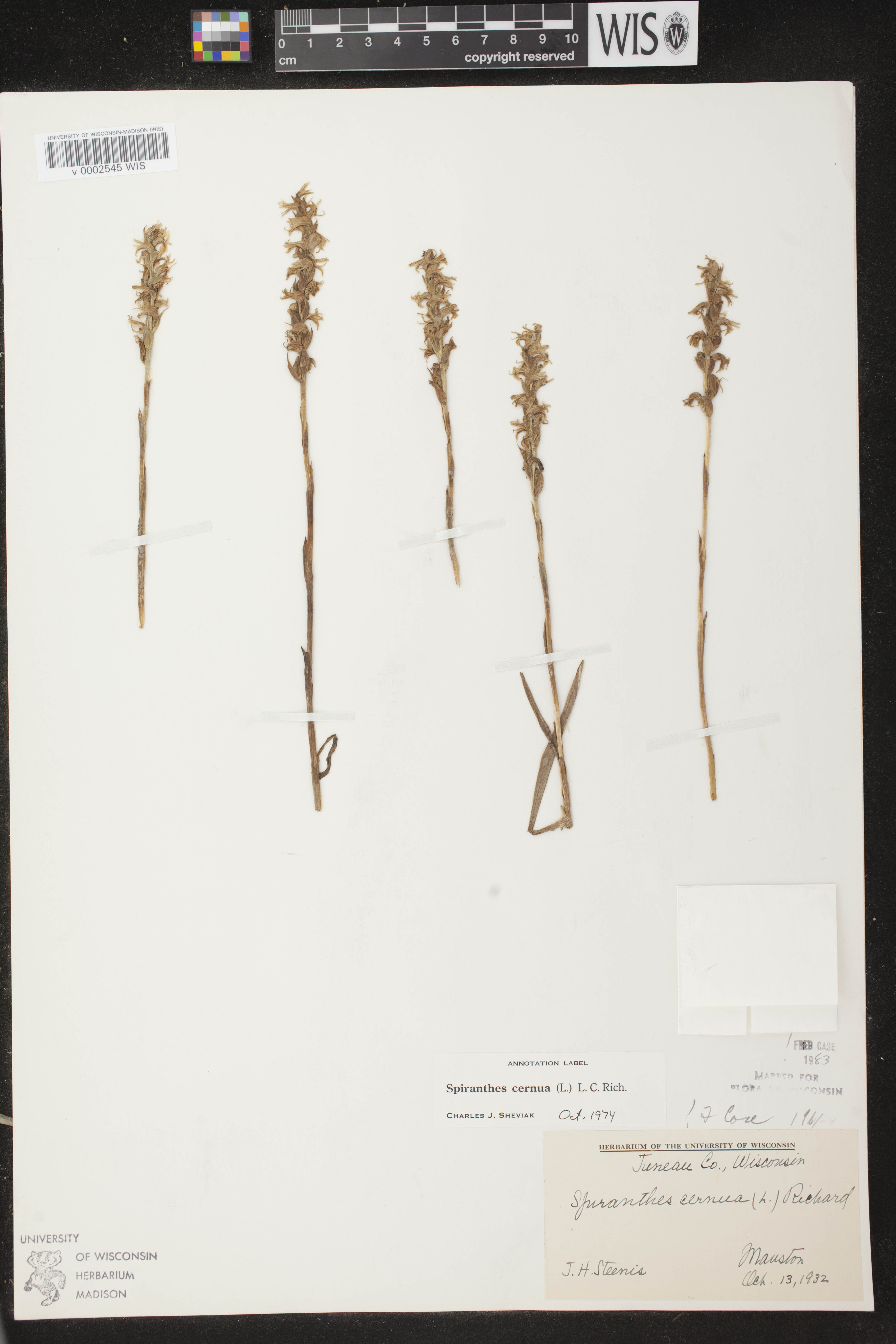 Spiranthes cernua image