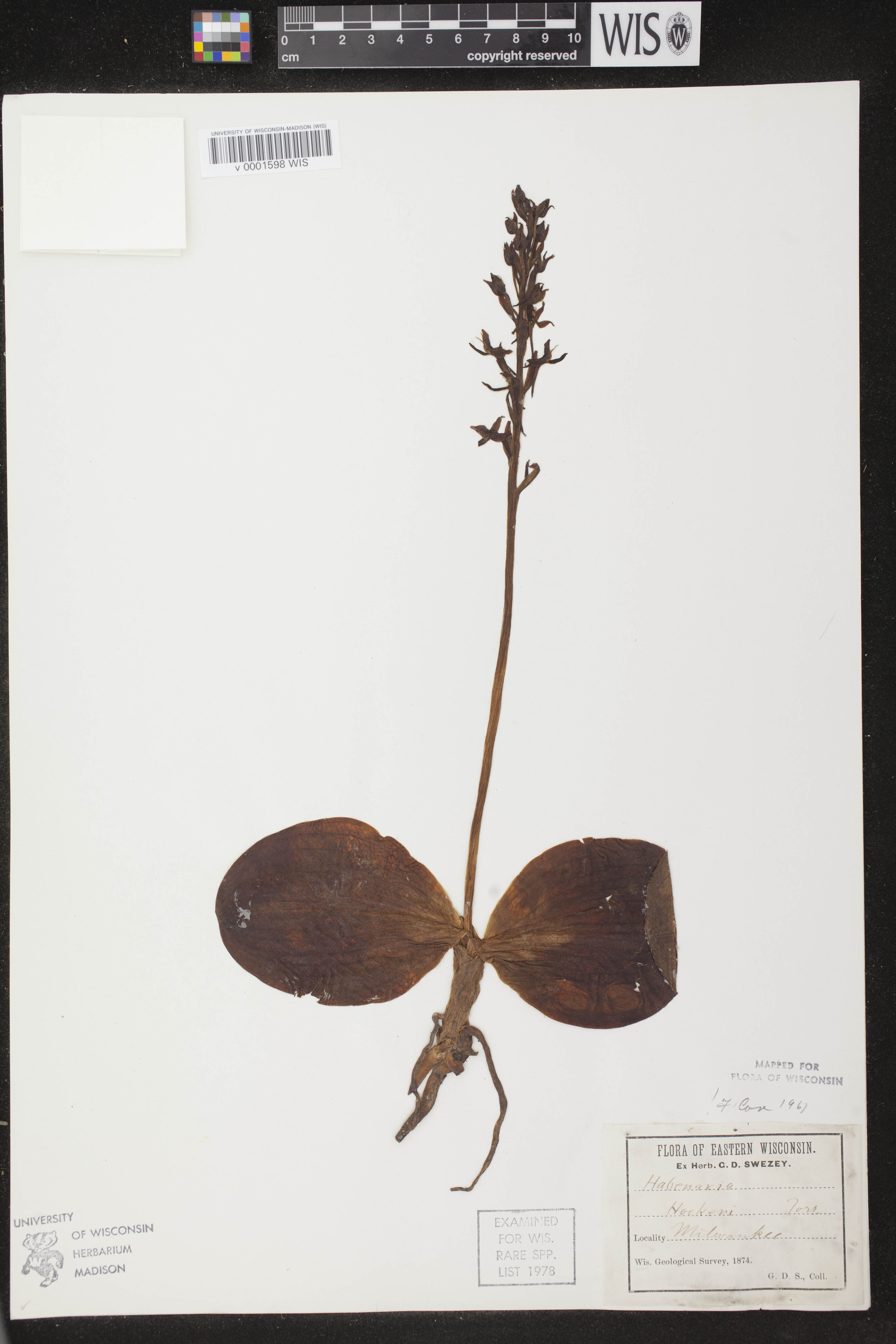 Platanthera hookeri image