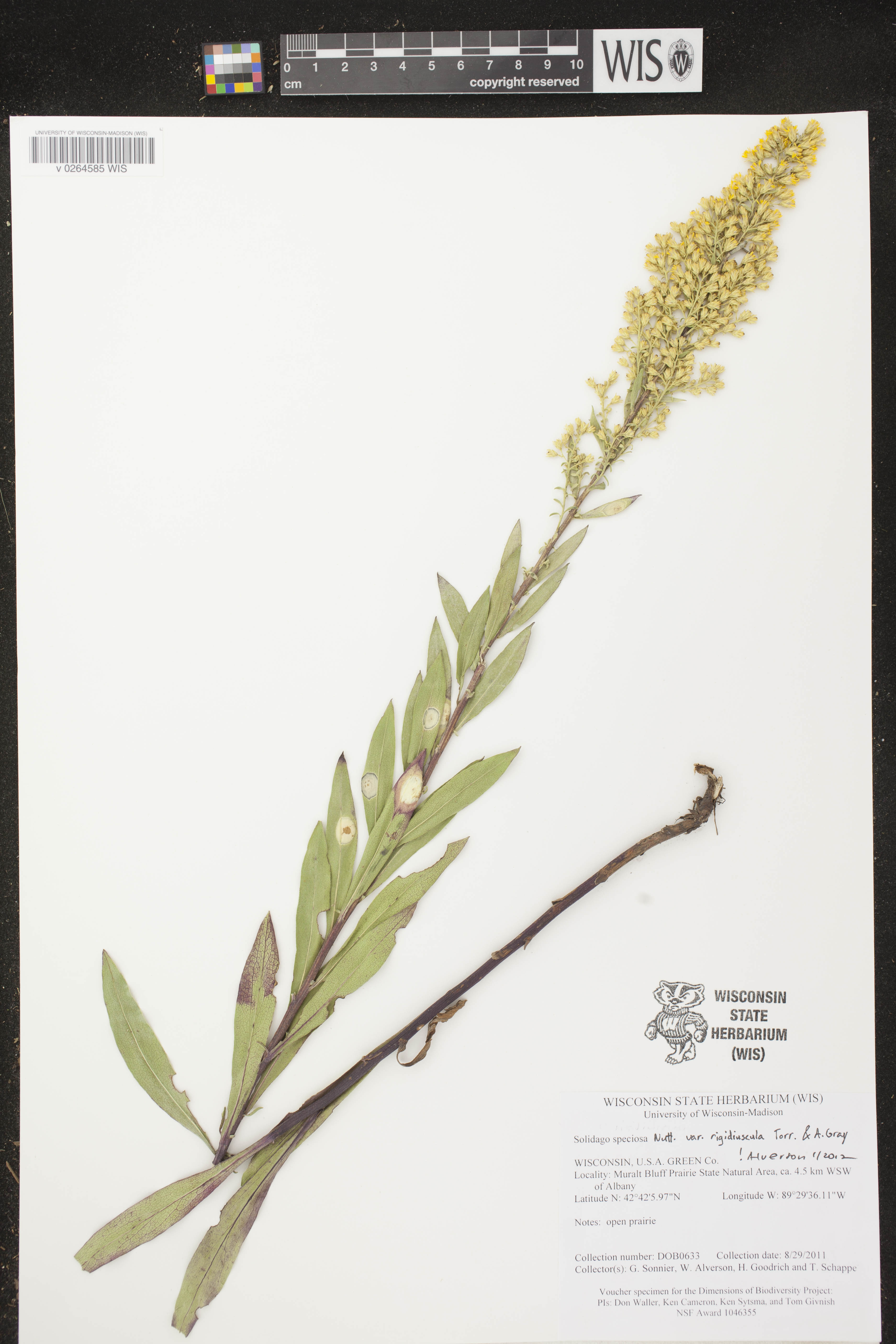 Solidago speciosa subsp. speciosa var. rigidiuscula image