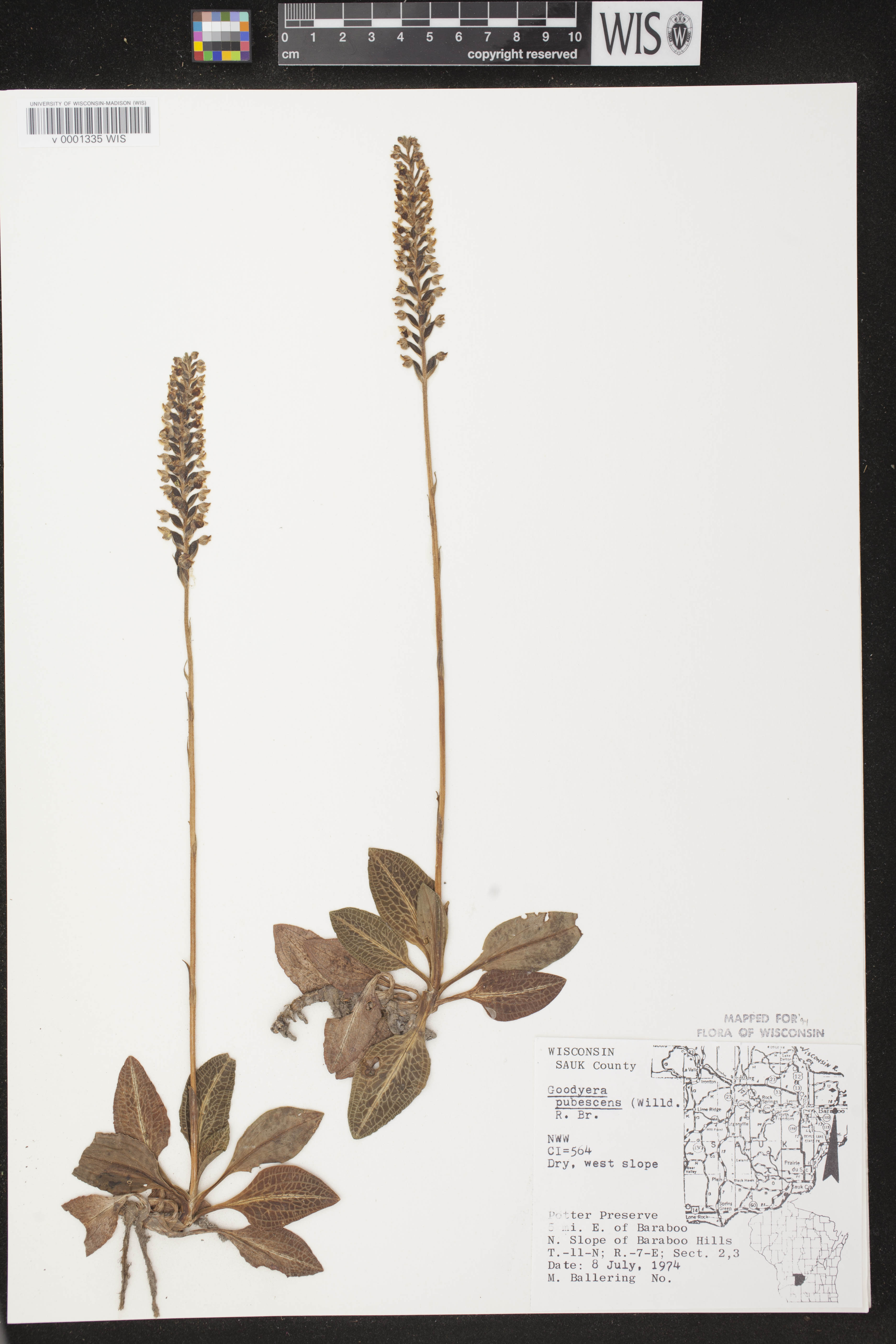 Goodyera pubescens image