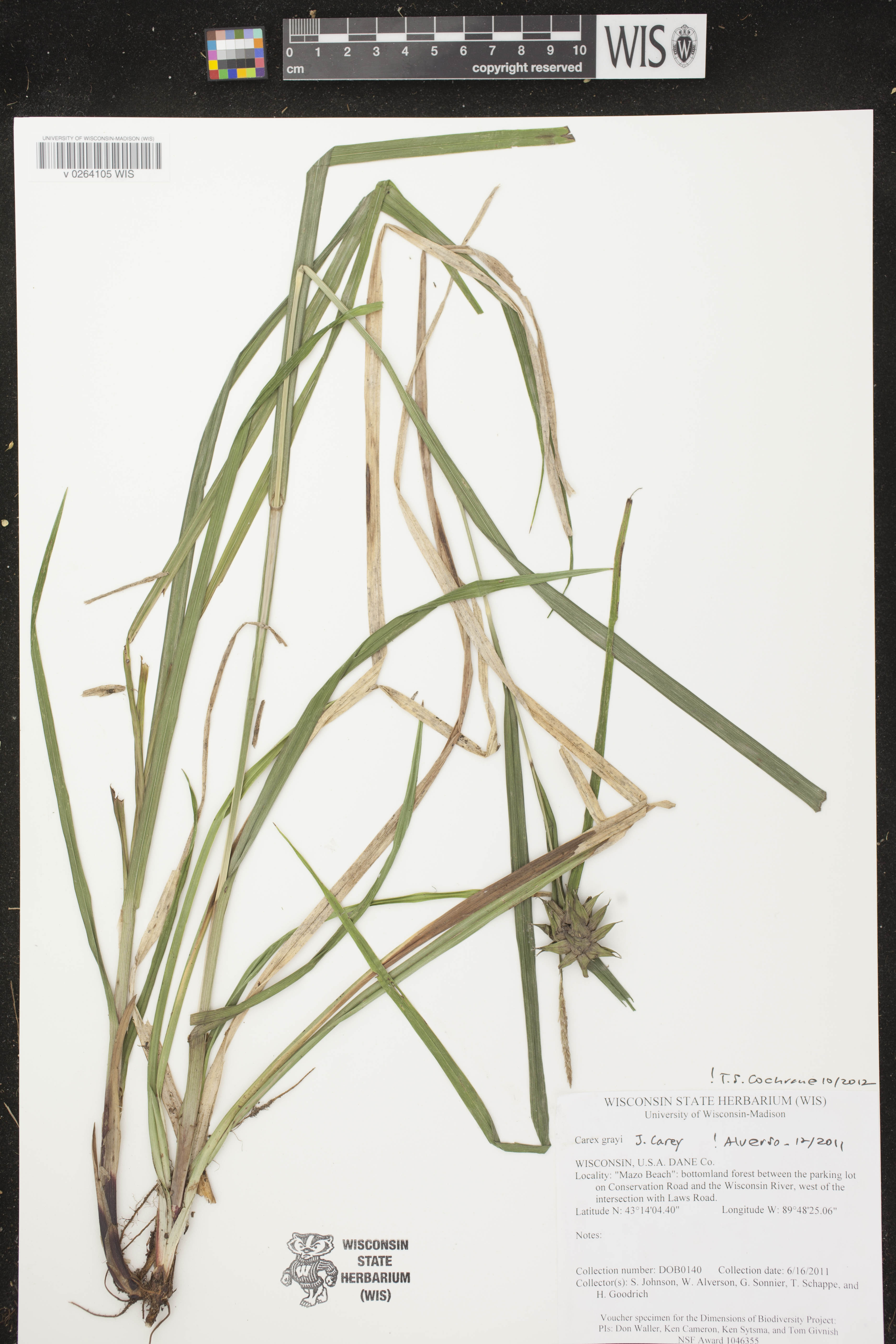 Carex grayi image