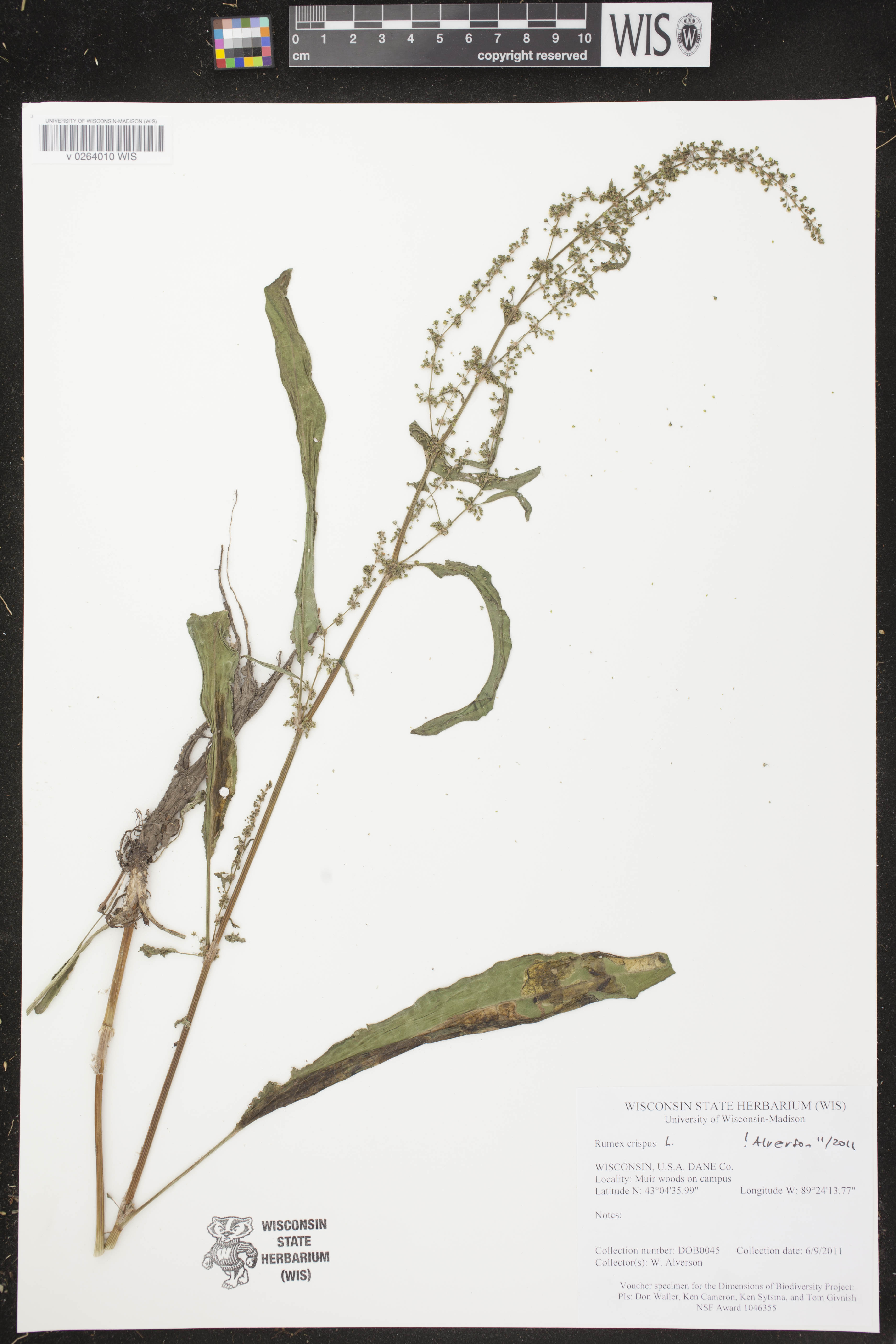 Rumex crispus image