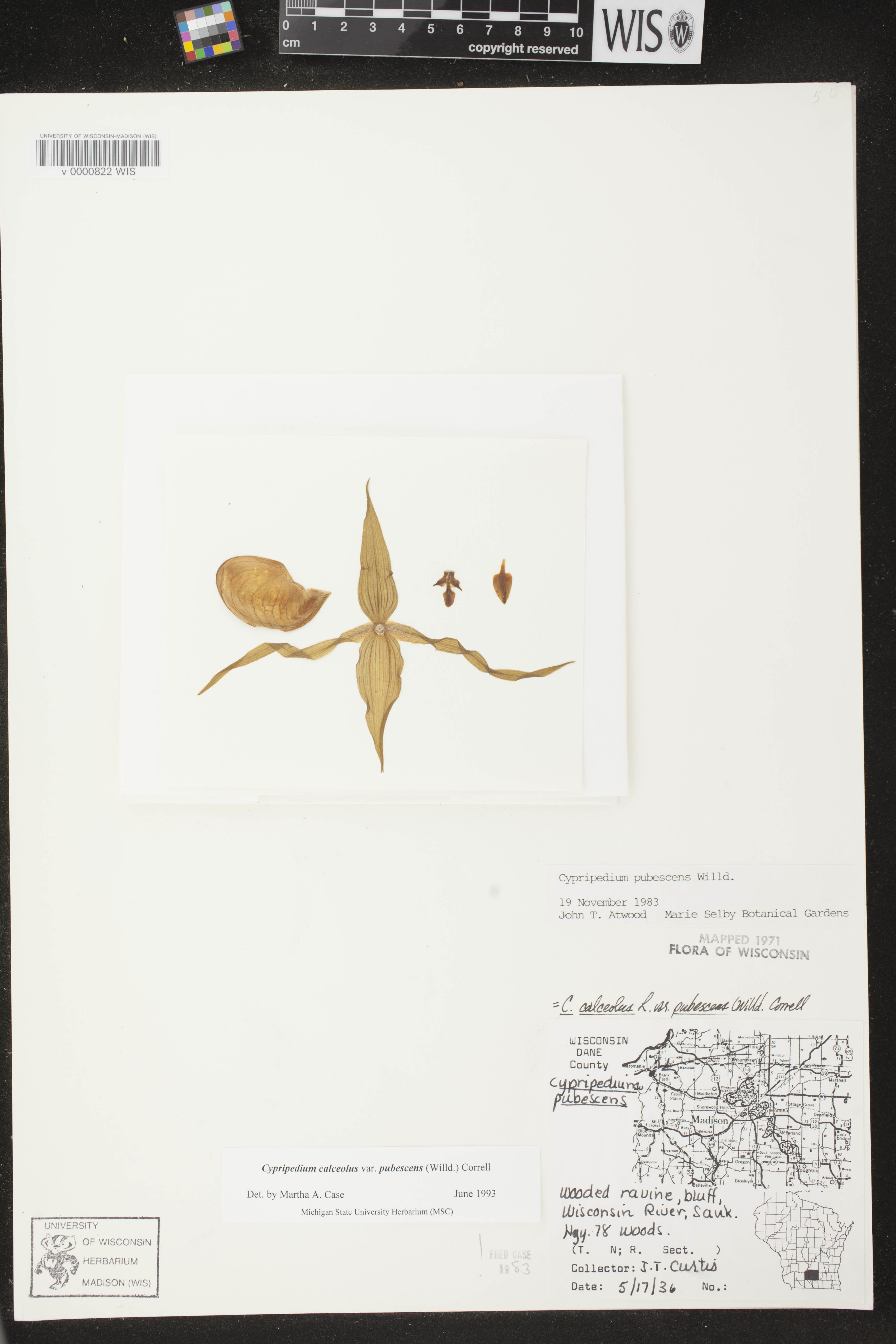 Cypripedium parviflorum var. pubescens image