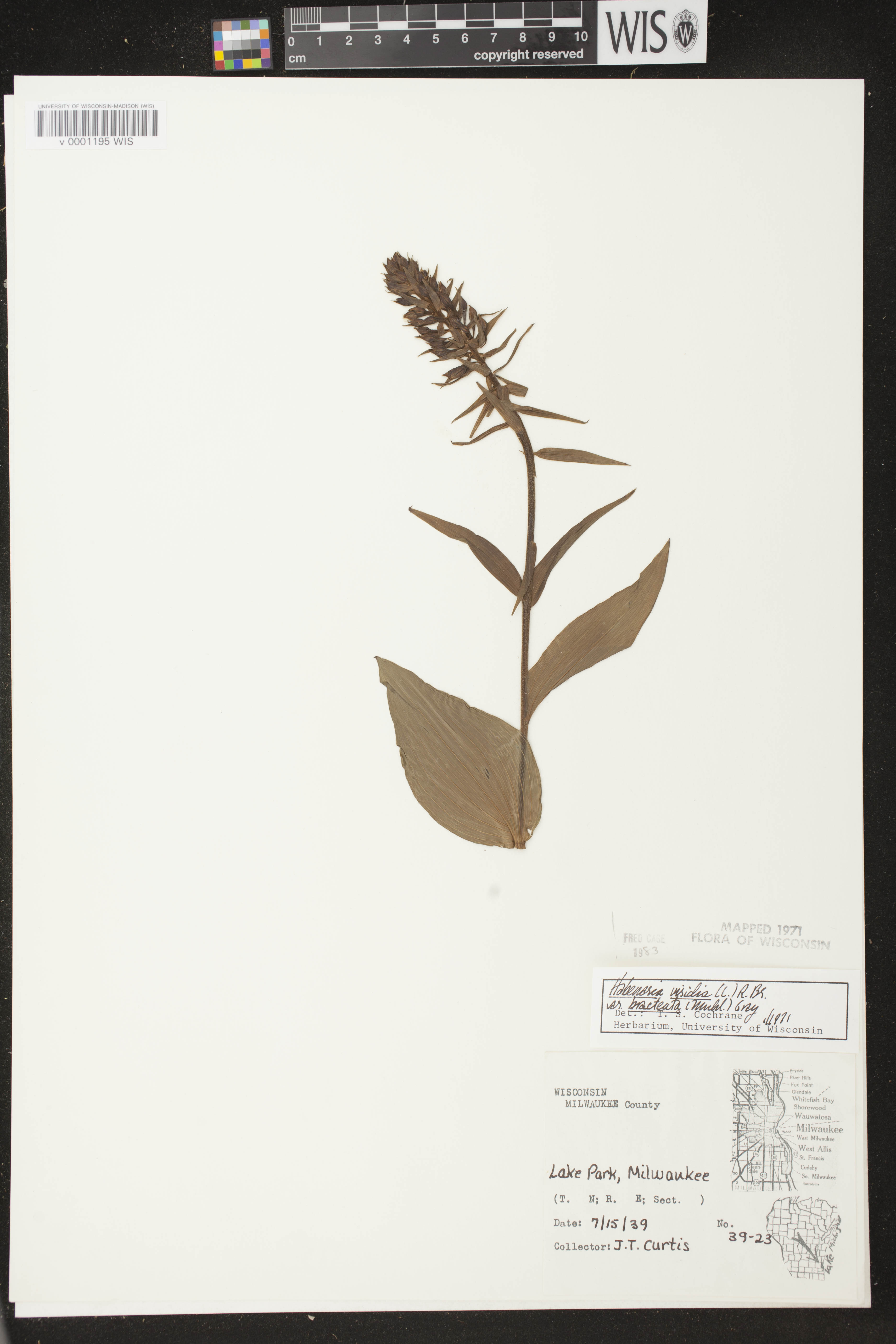 Coeloglossum viride var. virescens image