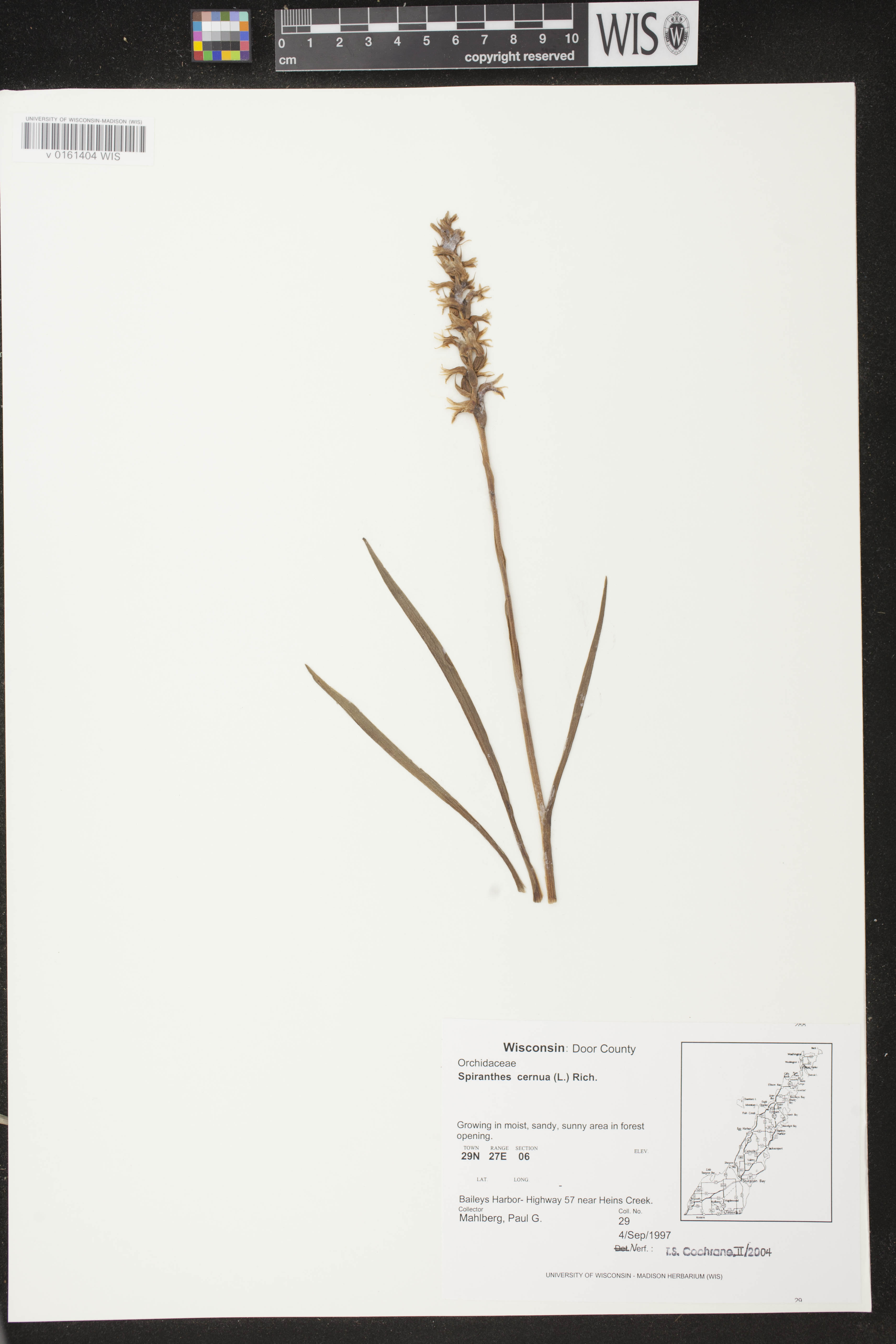 Spiranthes cernua image