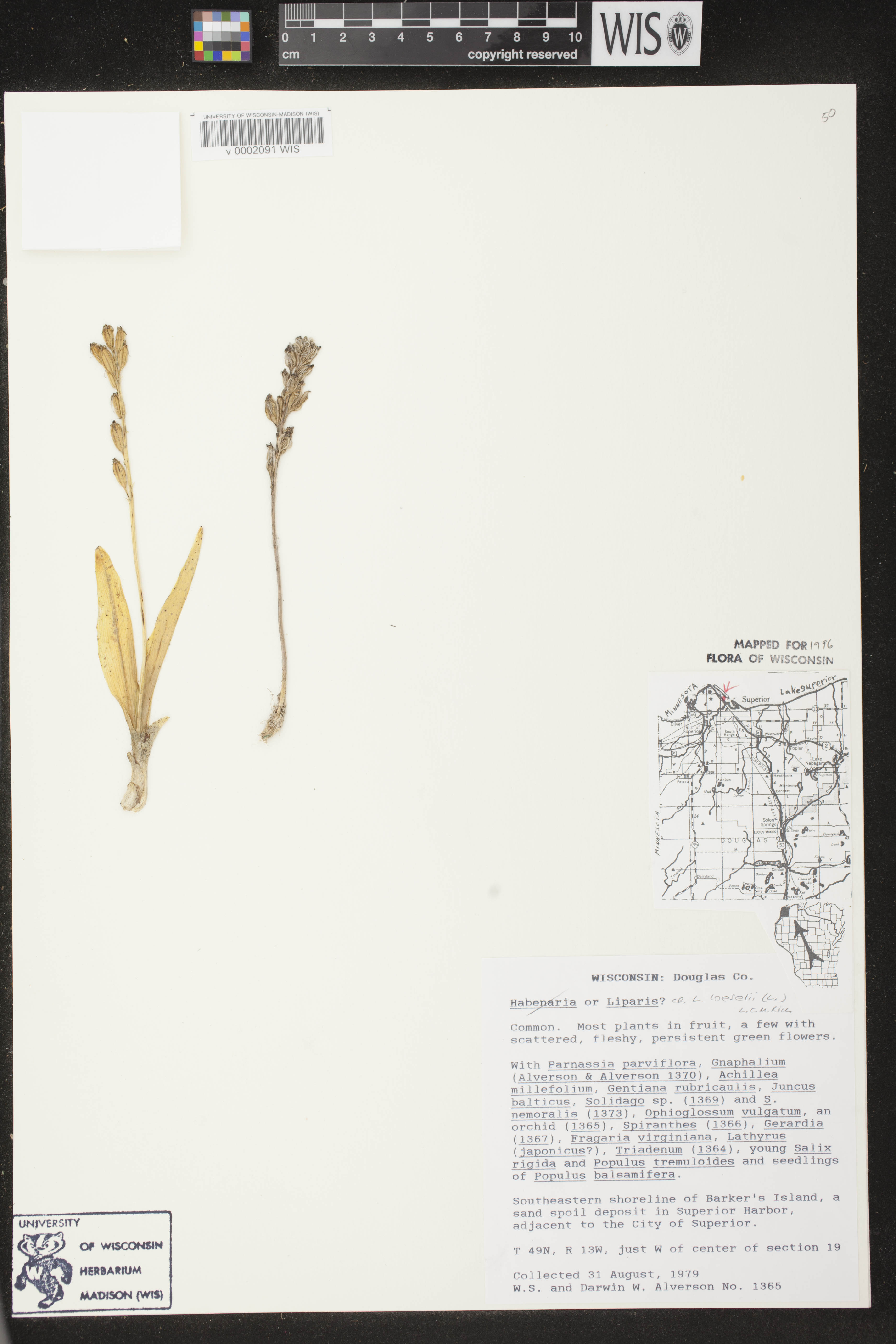 Liparis loeselii image