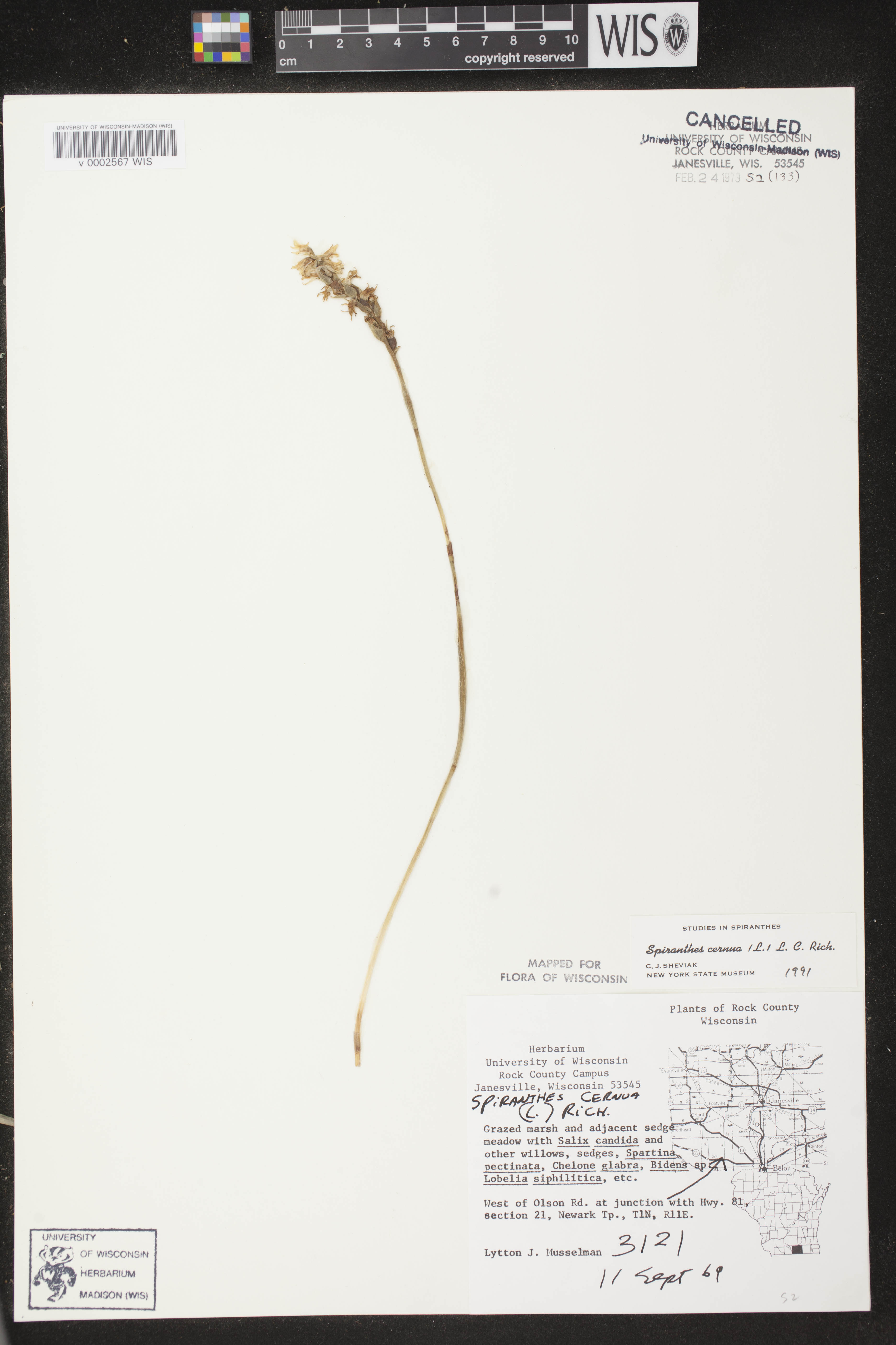 Spiranthes cernua image