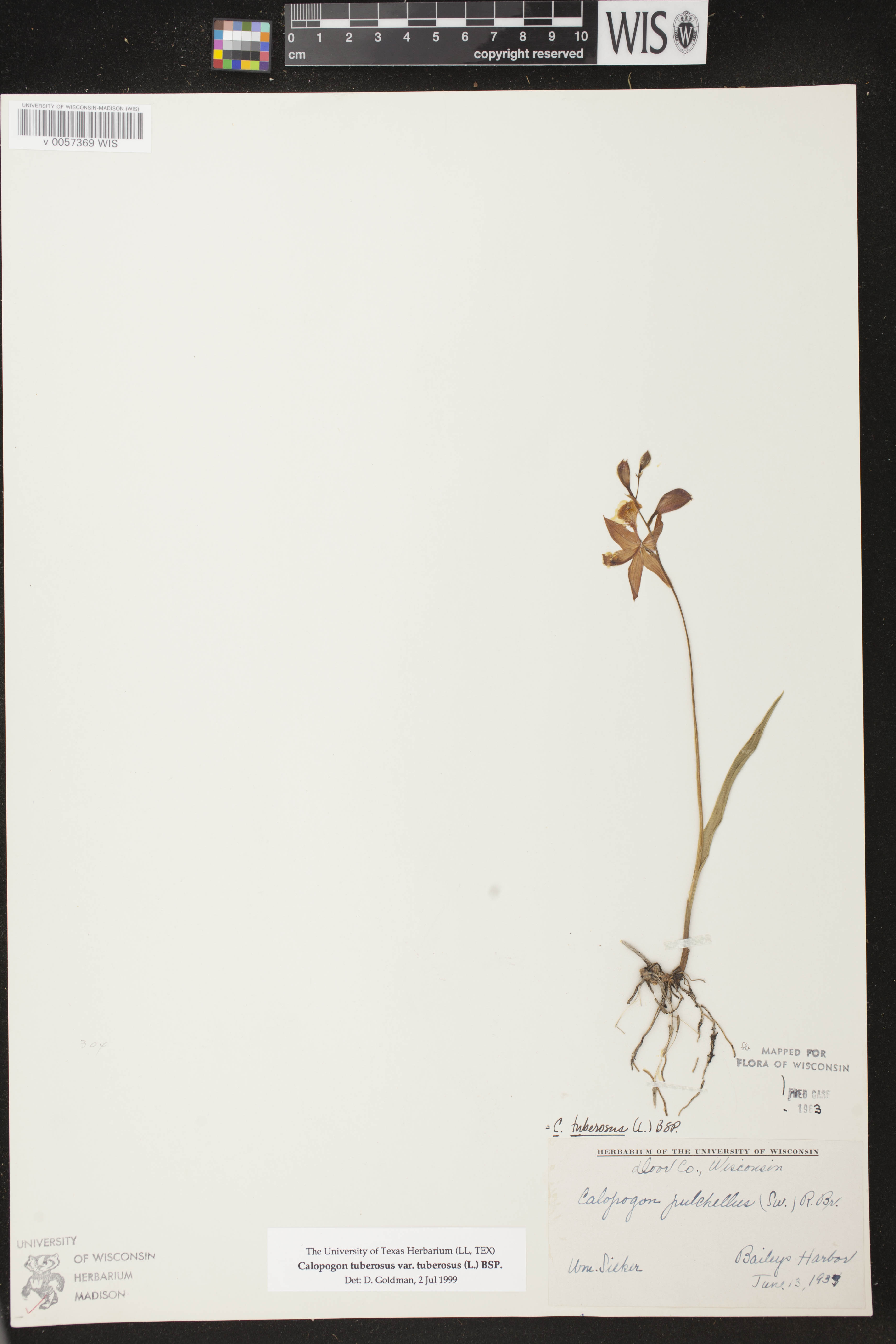 Calopogon tuberosus image