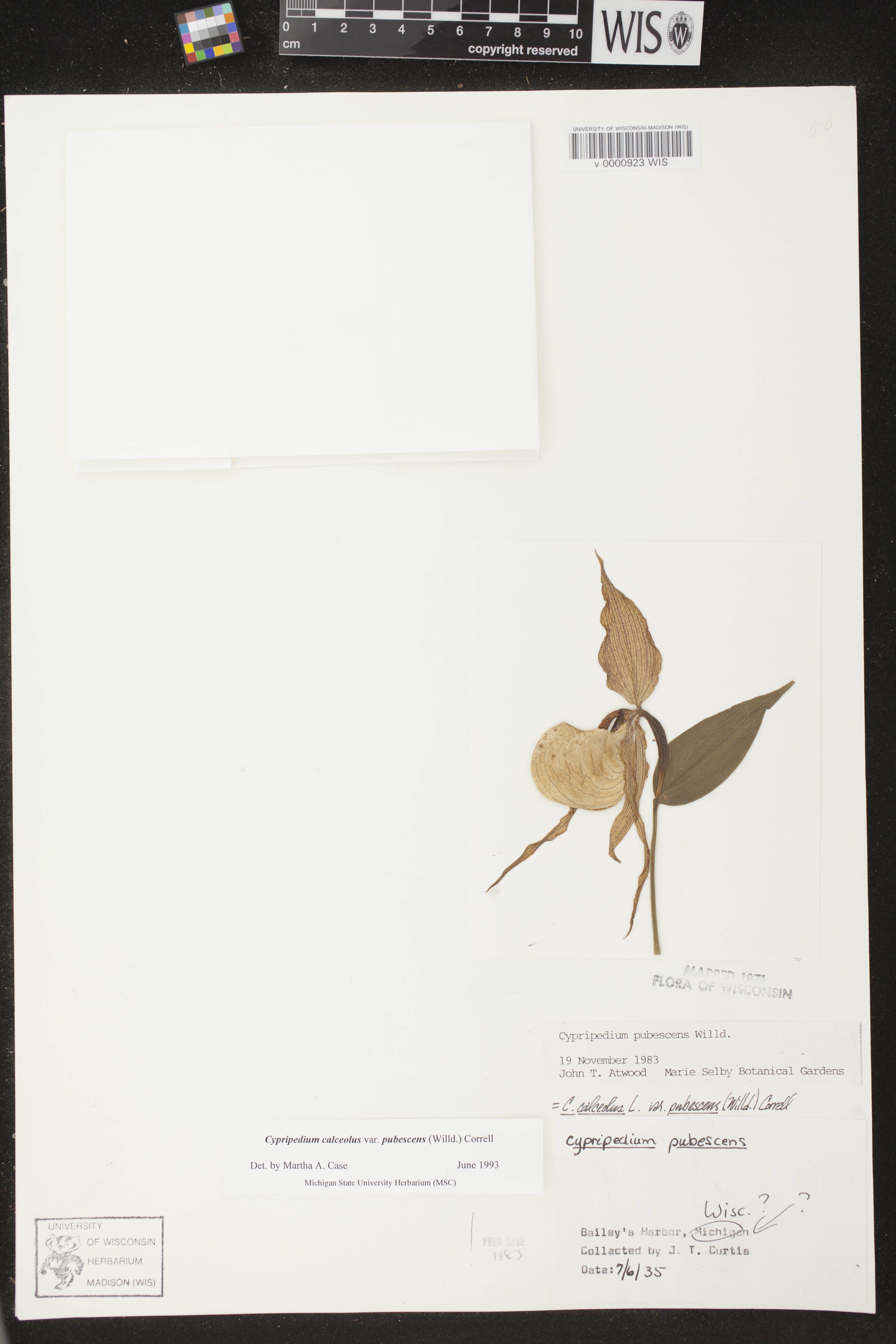 Cypripedium parviflorum var. pubescens image
